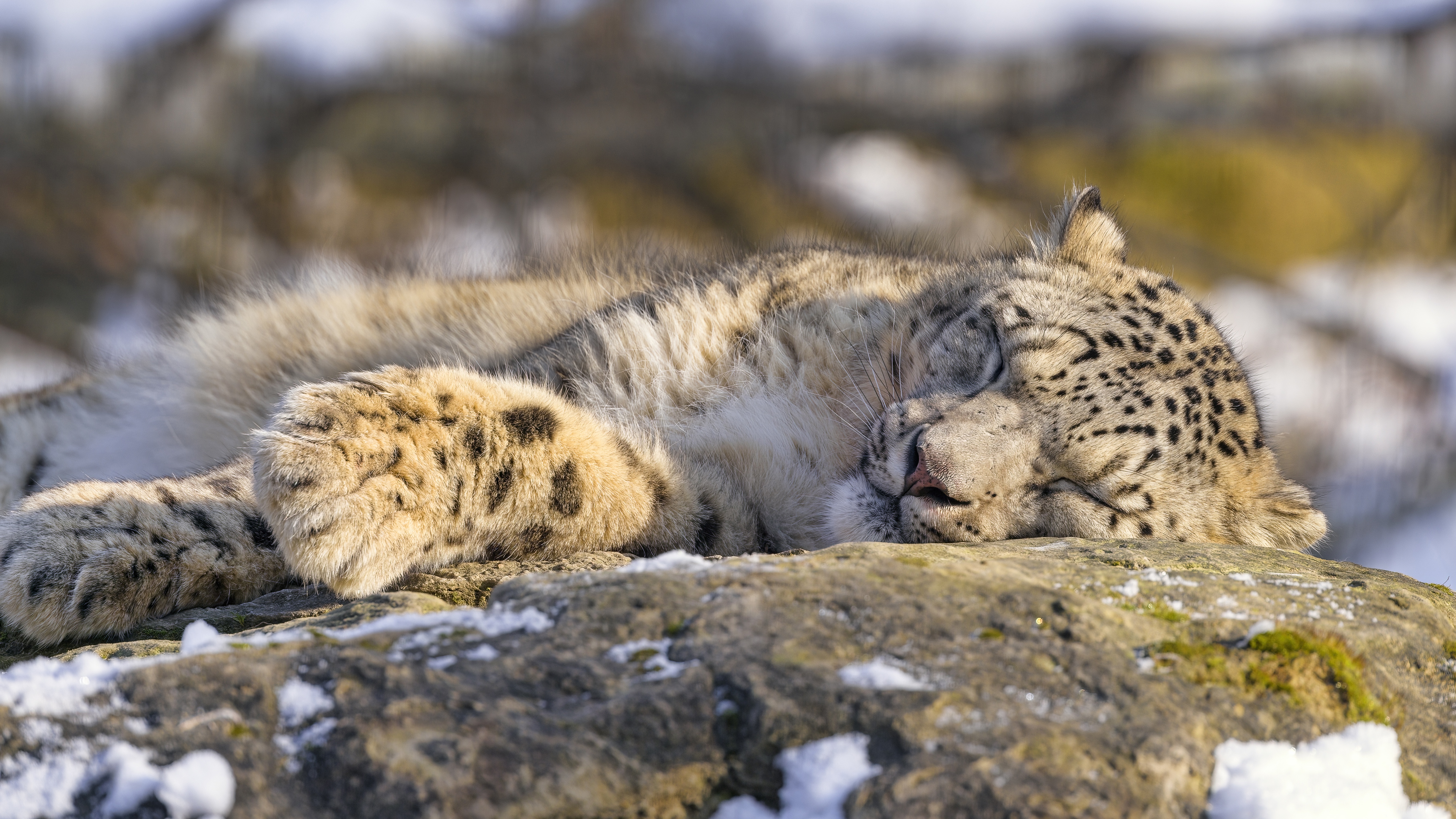 PCデスクトップに動物, ユキヒョウ, 猫, 睡眠画像を無料でダウンロード
