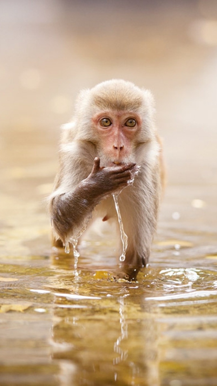 Download mobile wallpaper Monkeys, Monkey, Animal for free.