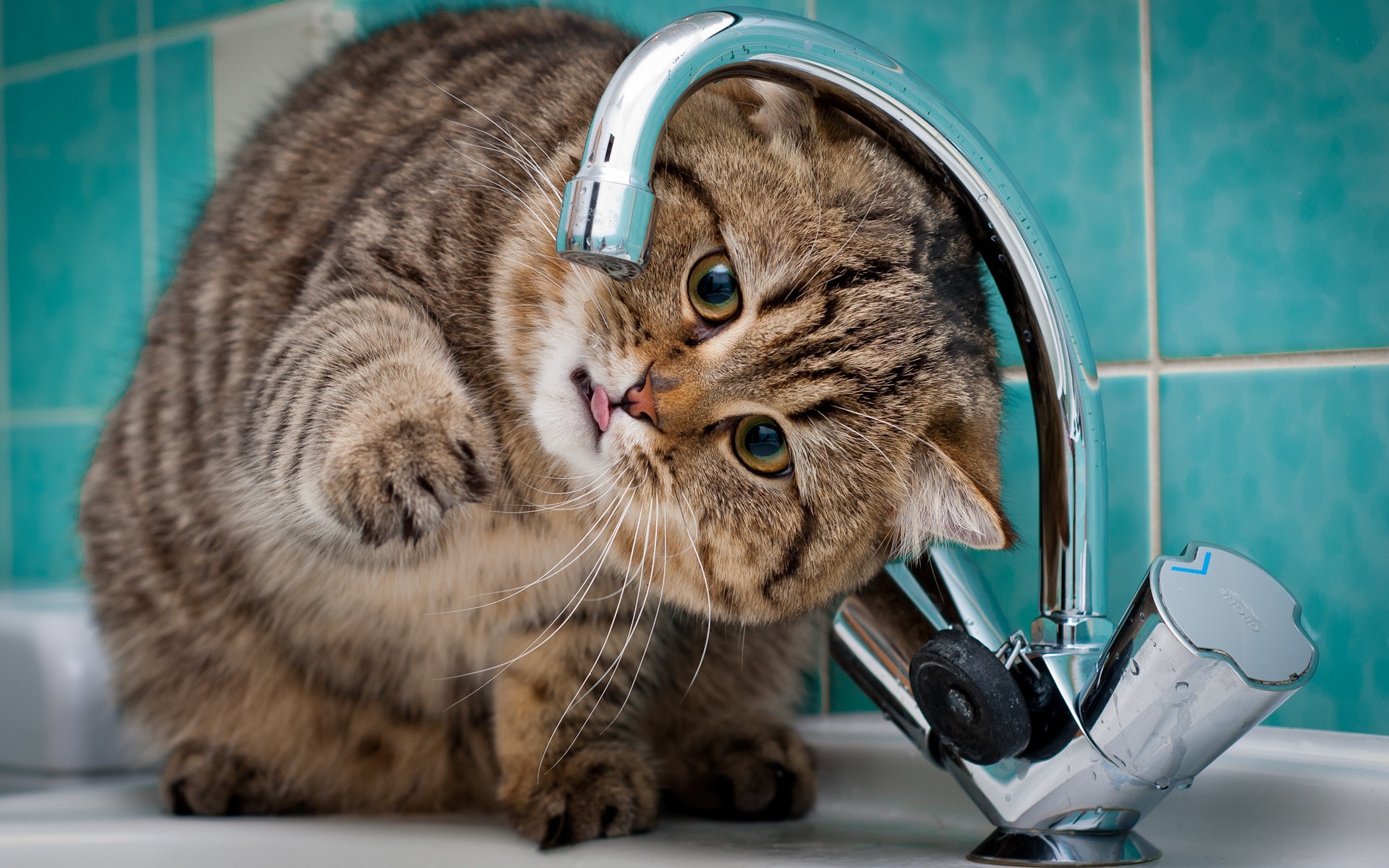 Téléchargez des papiers peints mobile Animaux, Chat gratuitement.