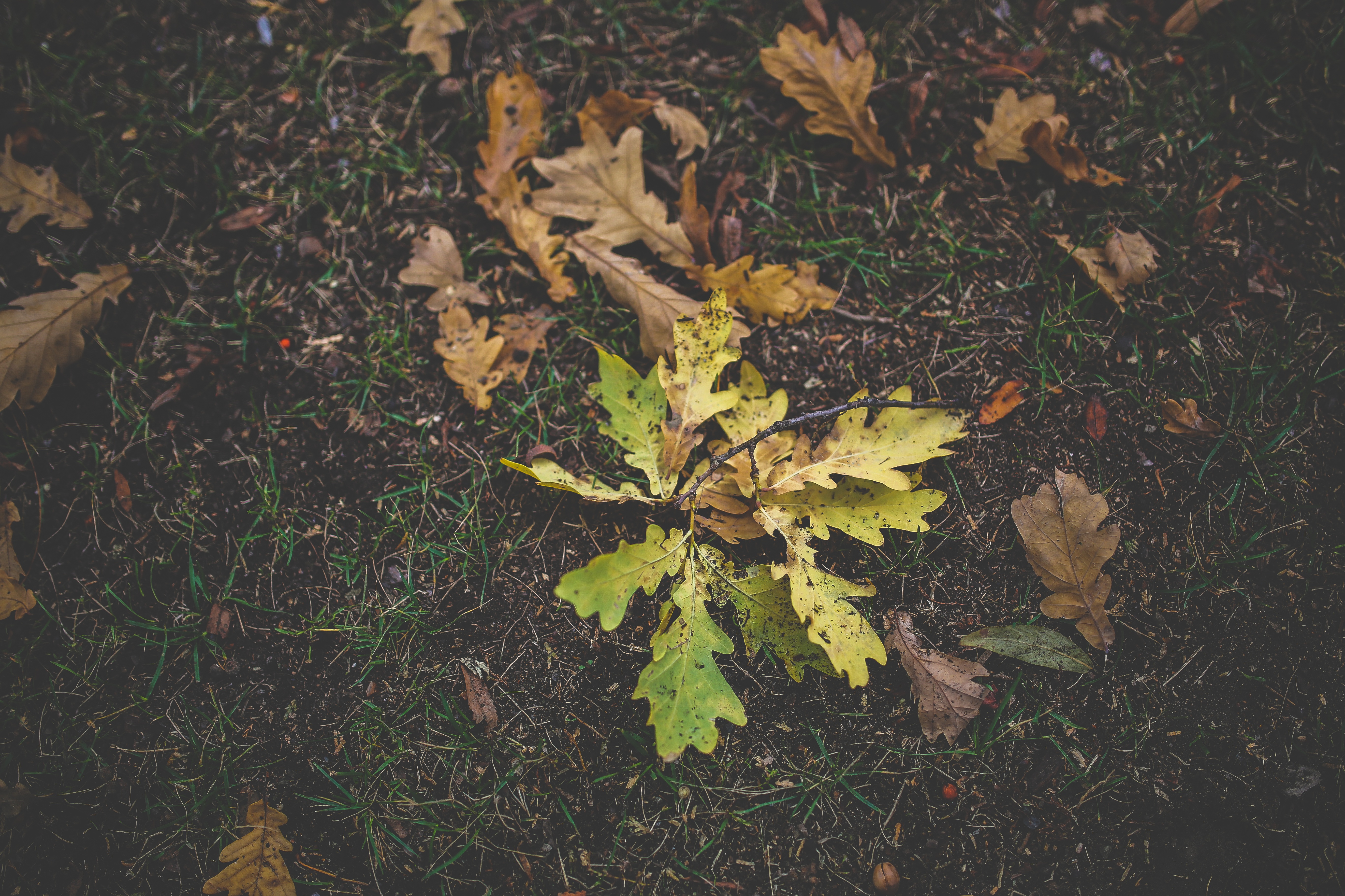 Laden Sie das Natur, Grass, Eiche, Laub, Herbst-Bild kostenlos auf Ihren PC-Desktop herunter
