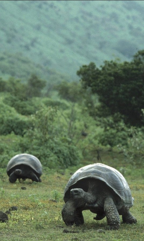 Download mobile wallpaper Turtles, Animal, Galápagos Tortoise for free.