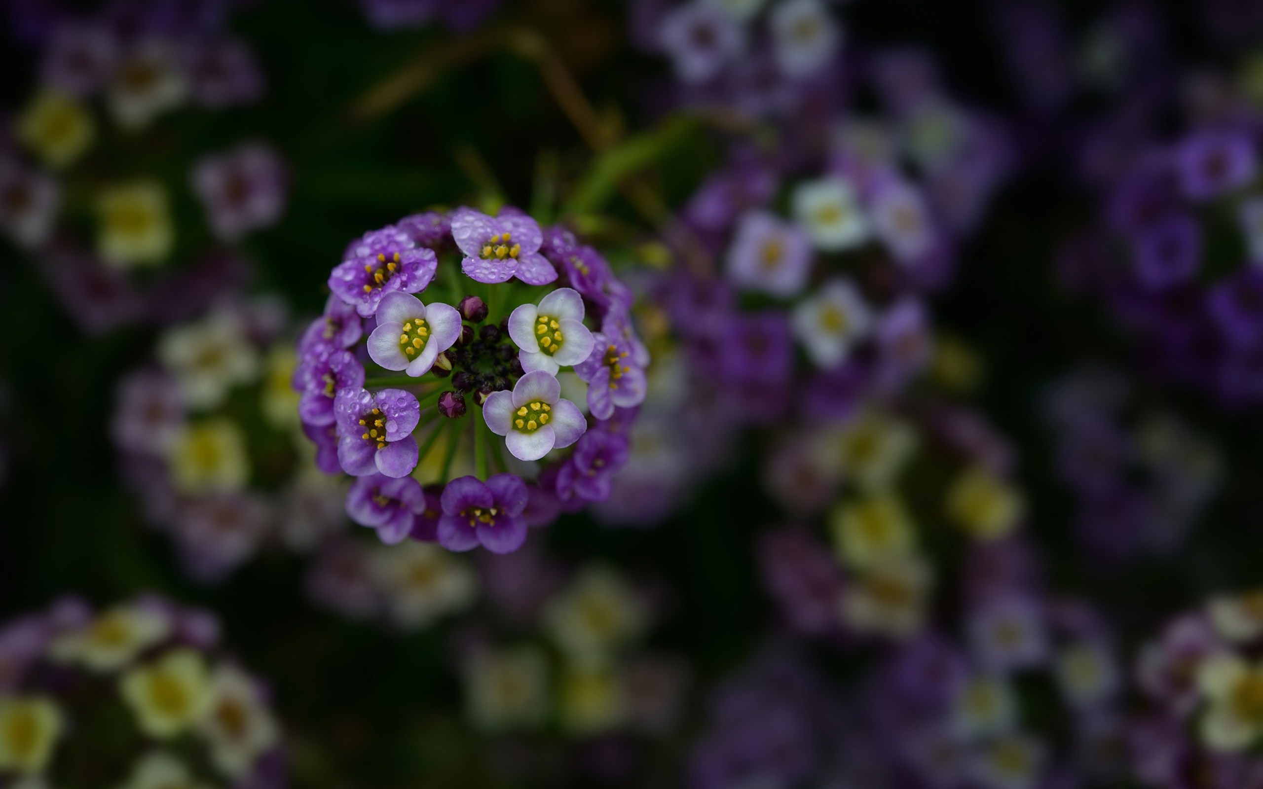 Descarga gratuita de fondo de pantalla para móvil de Flores, Flor, Tierra/naturaleza.