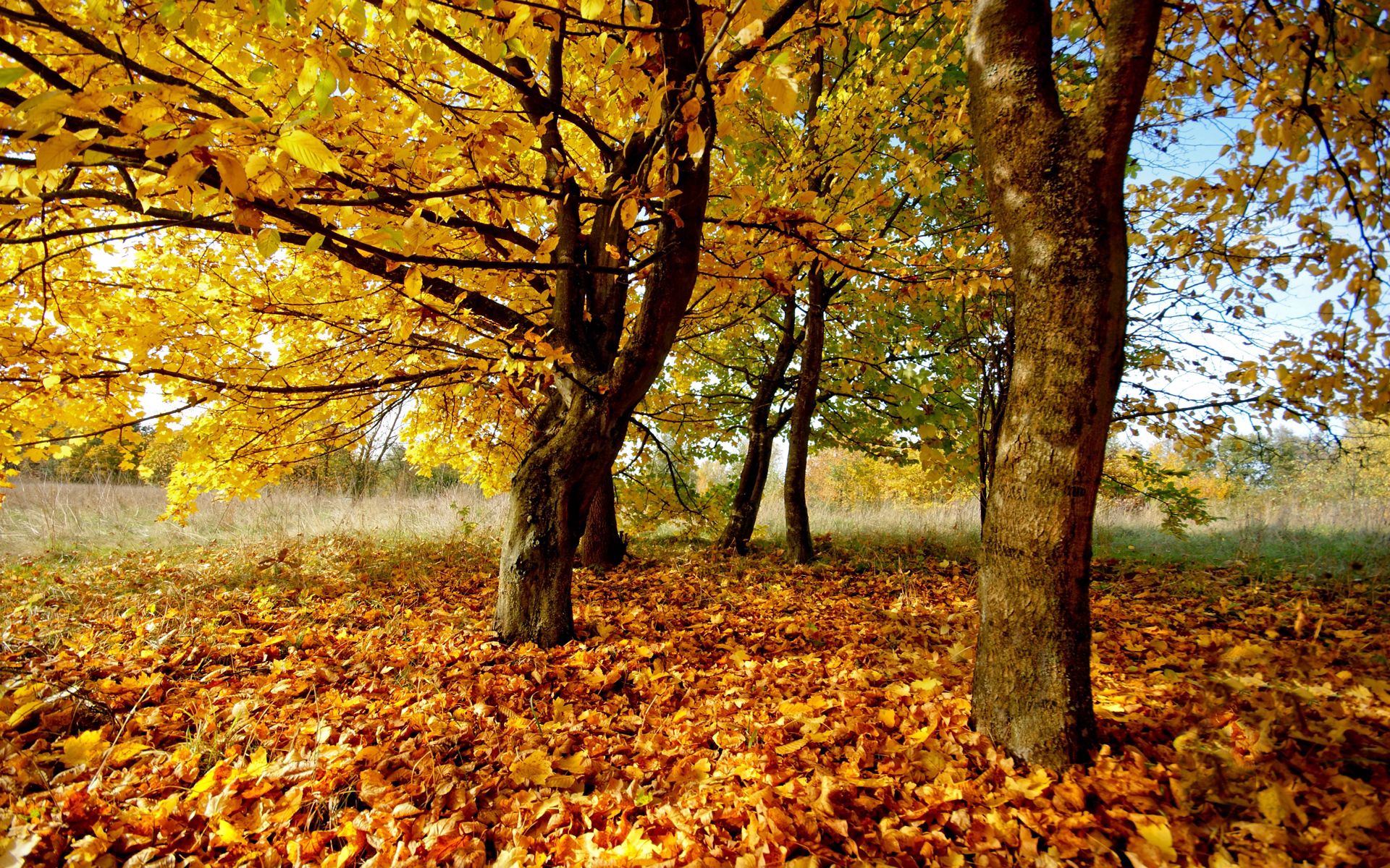 Скачать обои бесплатно Сухой, Природа, Листва, Листья, Осень картинка на рабочий стол ПК