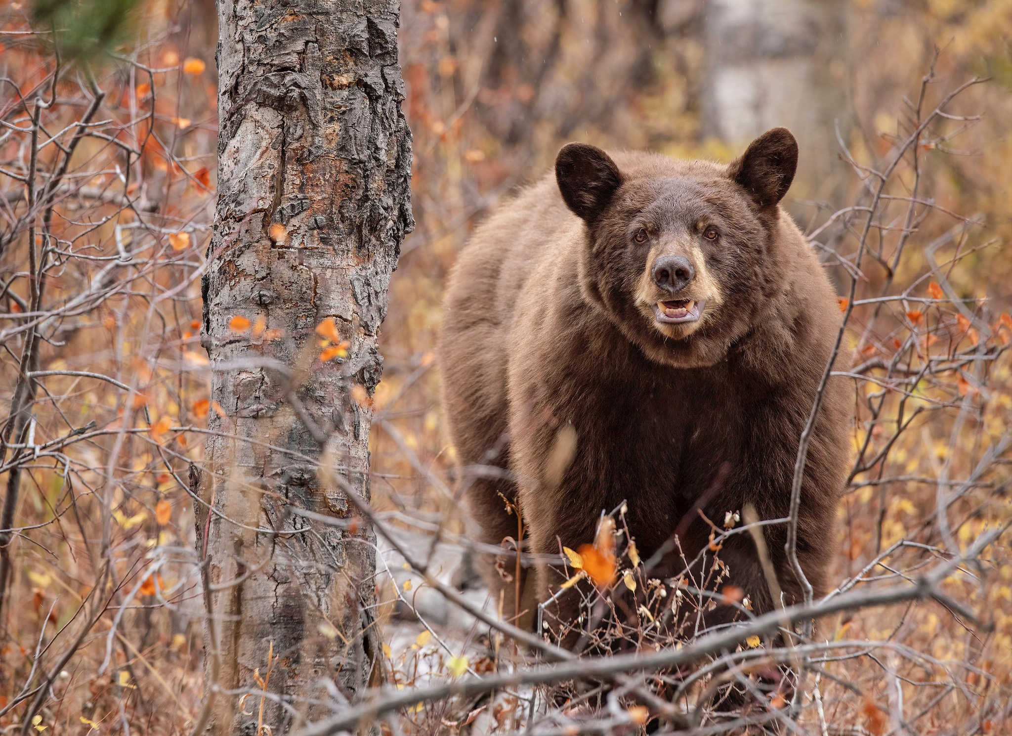 Free download wallpaper Bears, Bear, Animal on your PC desktop