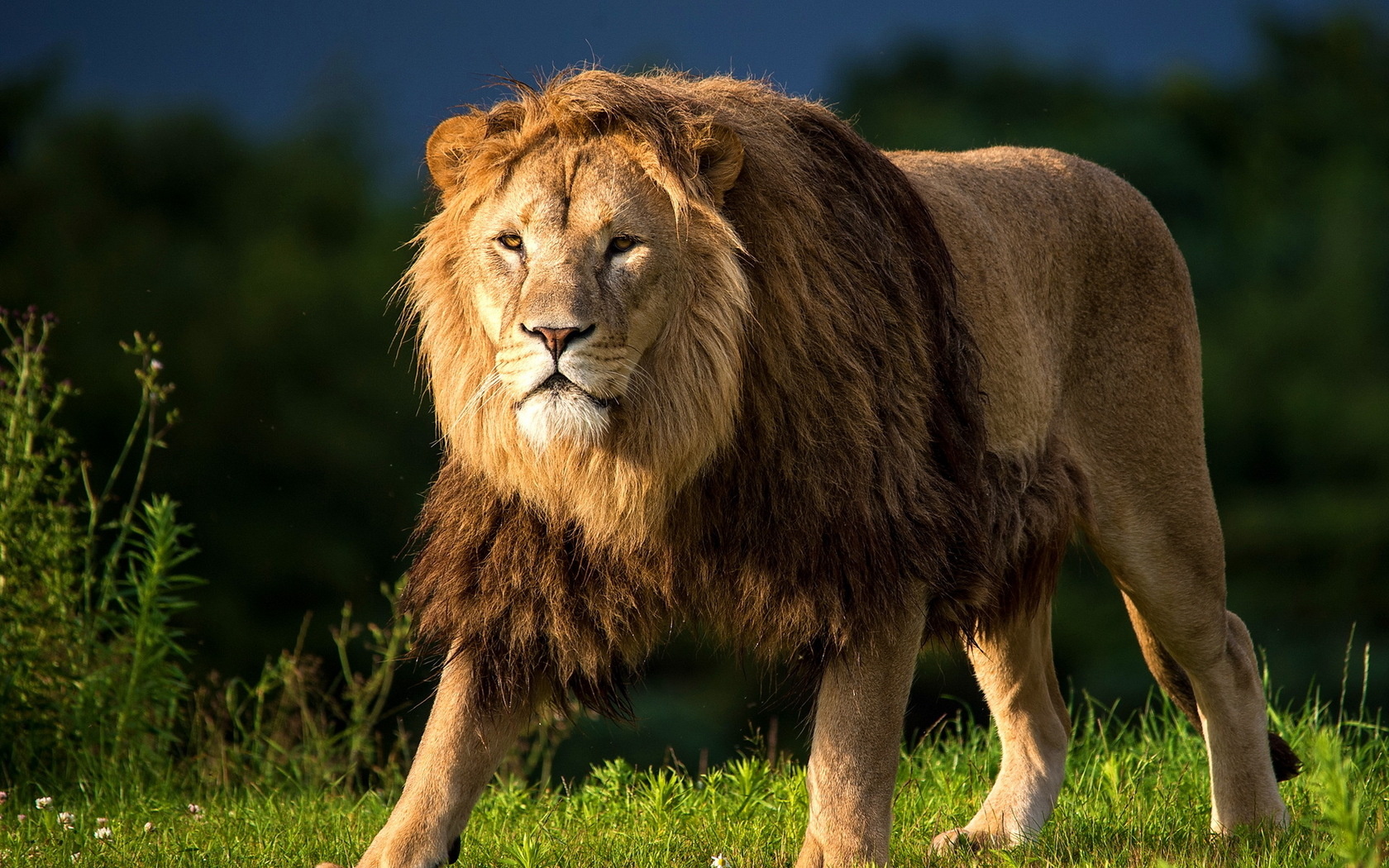 無料モバイル壁紙動物, ライオンをダウンロードします。