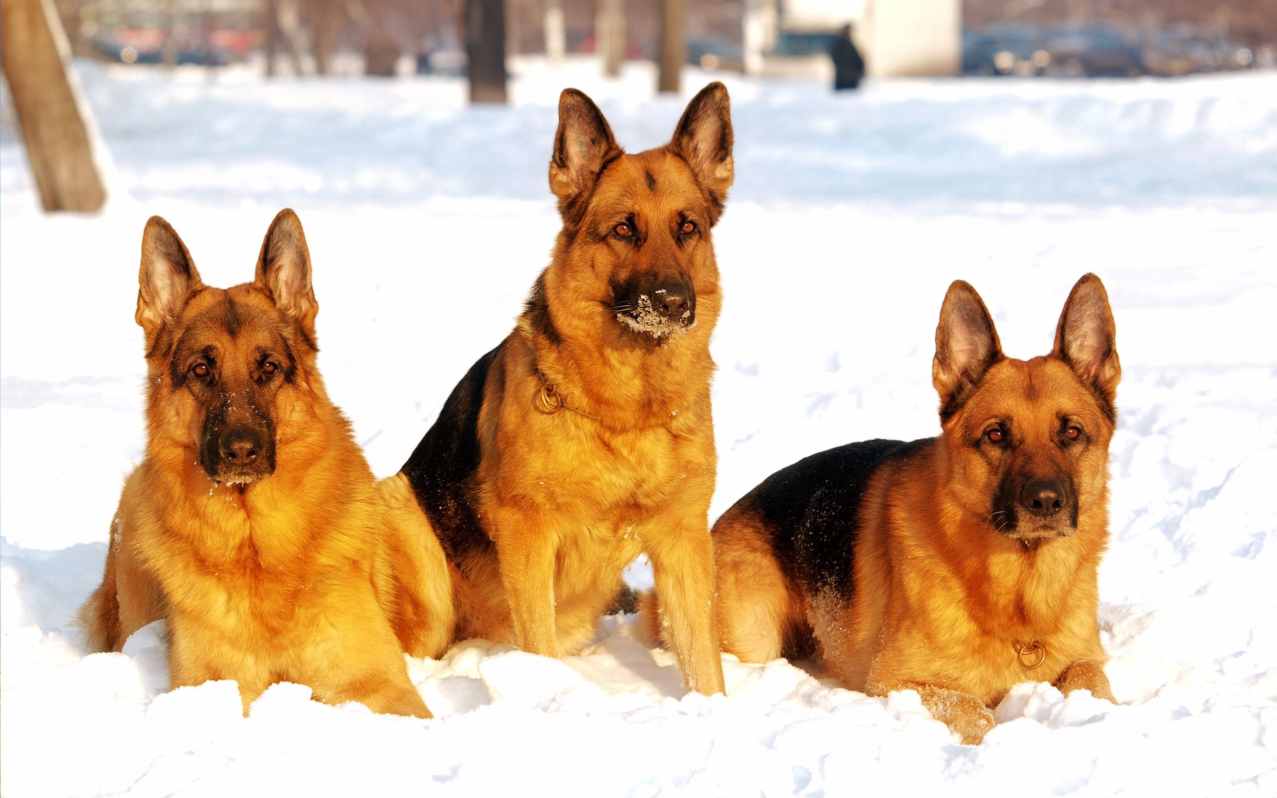 58200 descargar imagen animales, perros, nieve, pastores: fondos de pantalla y protectores de pantalla gratis