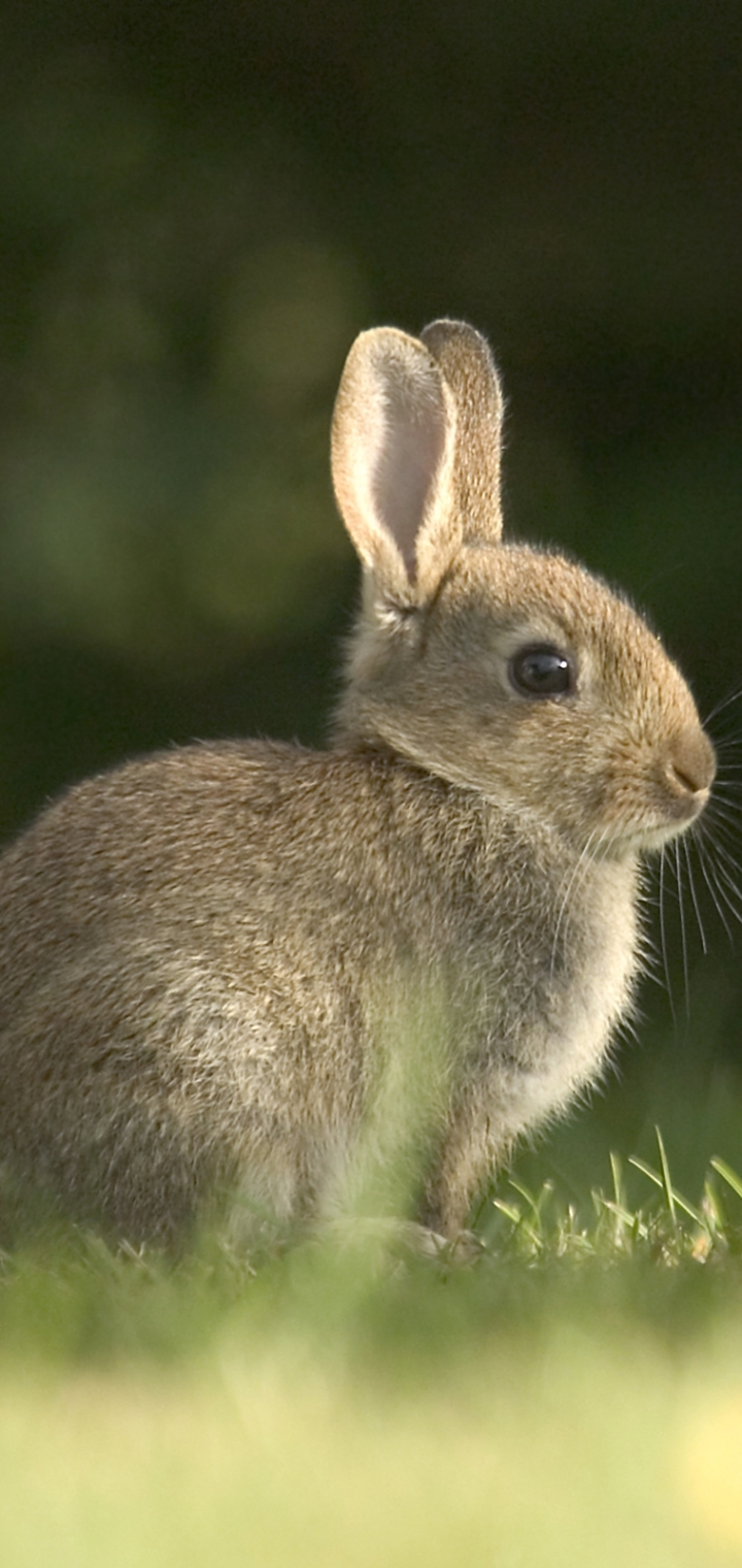 Handy-Wallpaper Tiere, Hase kostenlos herunterladen.