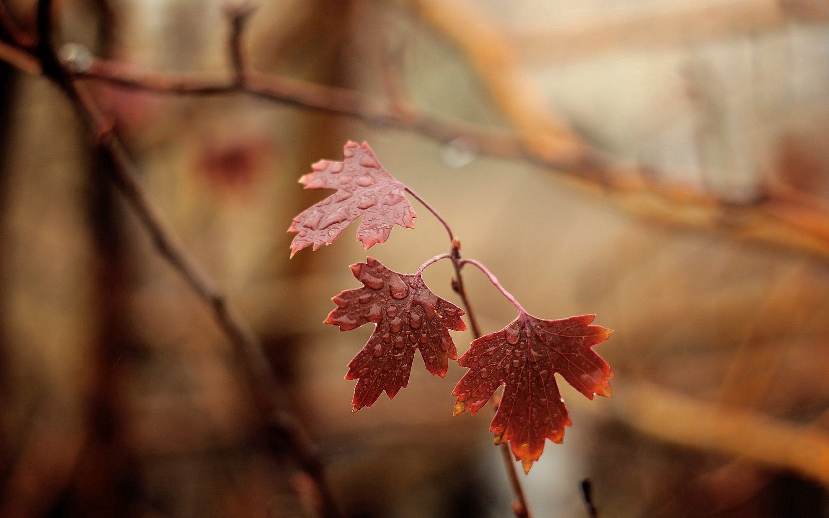 branches, moisture, leaves, drops, macro wallpapers for tablet