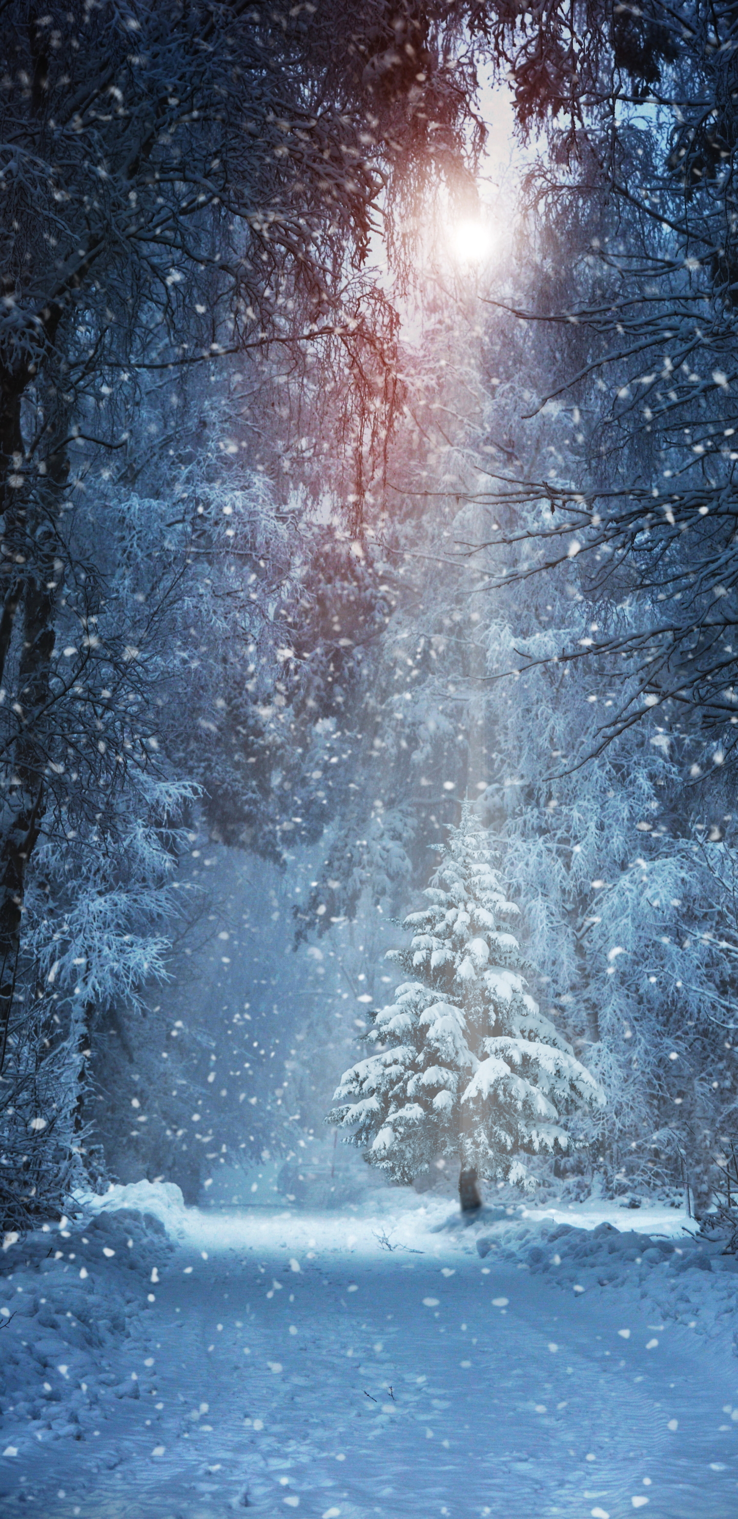 Download mobile wallpaper Winter, Snow, Forest, Earth, Path, Snowfall, Sunbeam, Sunbean for free.