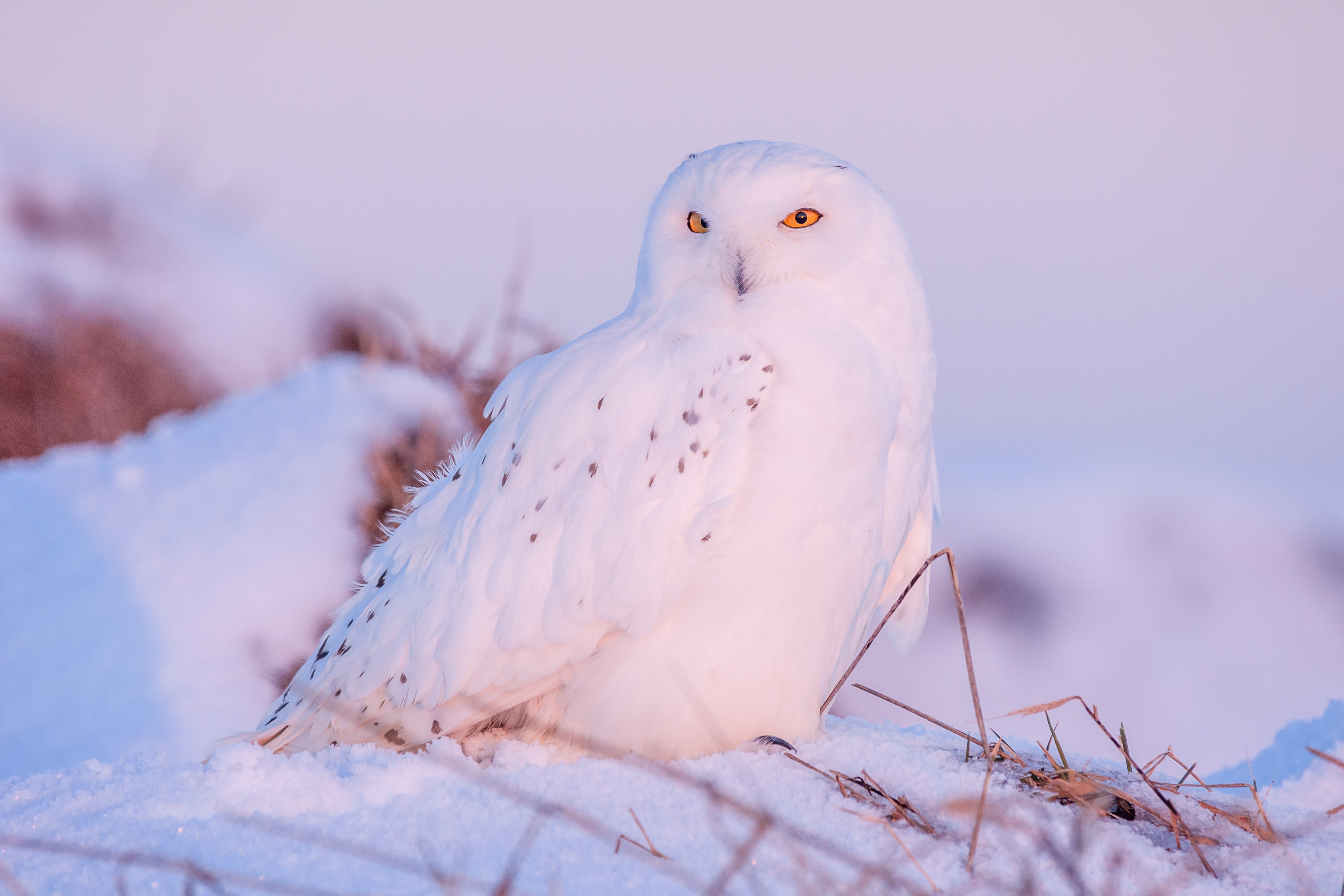 Download mobile wallpaper Winter, Birds, Owl, Snow, Bird, Animal, Snowy Owl for free.