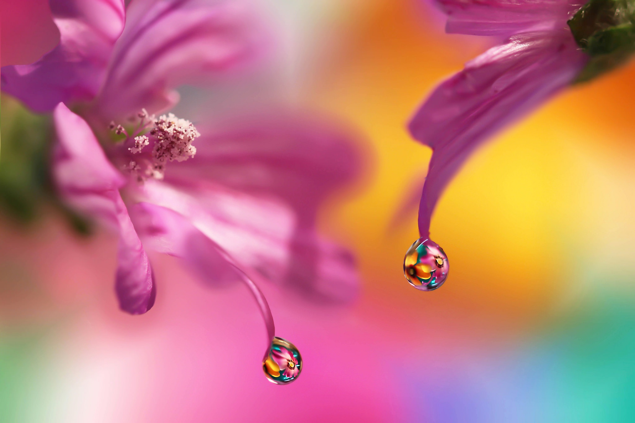 Download mobile wallpaper Reflection, Flower, Macro, Earth, Water Drop, Pink Flower for free.