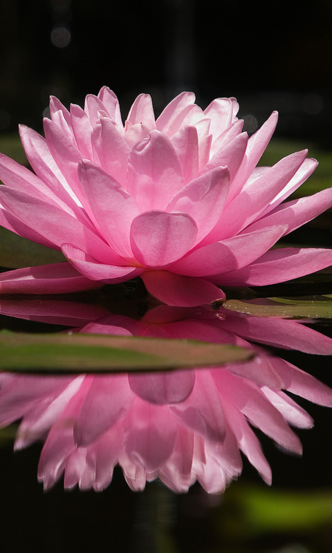 Download mobile wallpaper Flowers, Reflection, Flower, Earth, Water Lily for free.