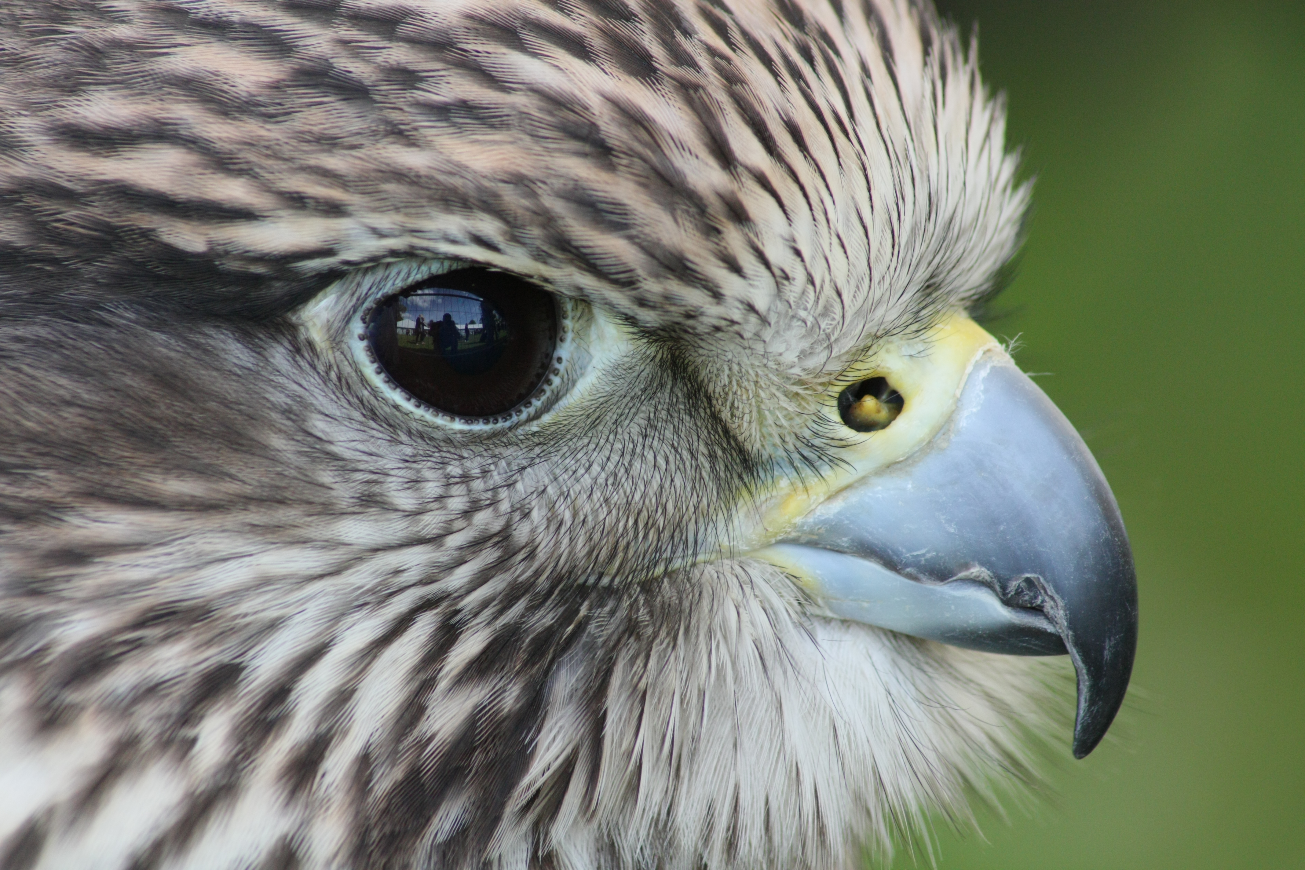 Free download wallpaper Birds, Bird, Animal on your PC desktop