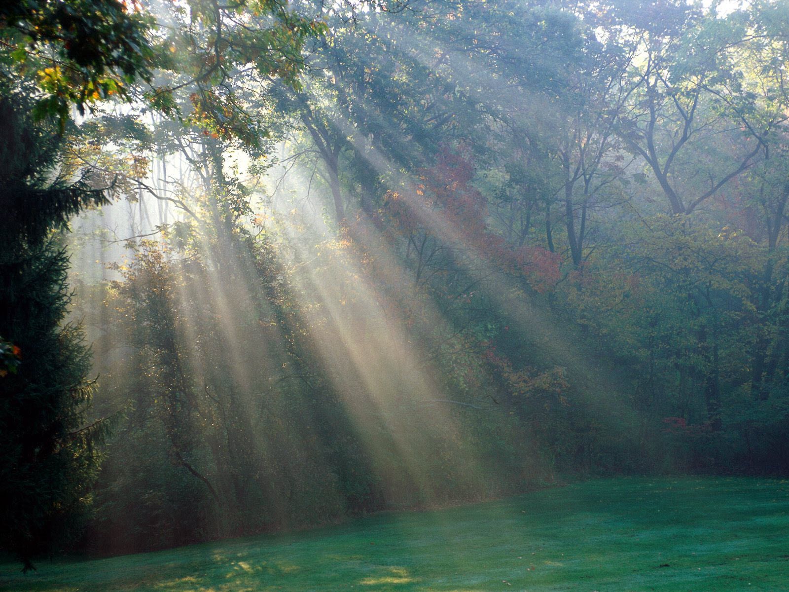nature, sun, shine, light, beams, rays, morning Smartphone Background