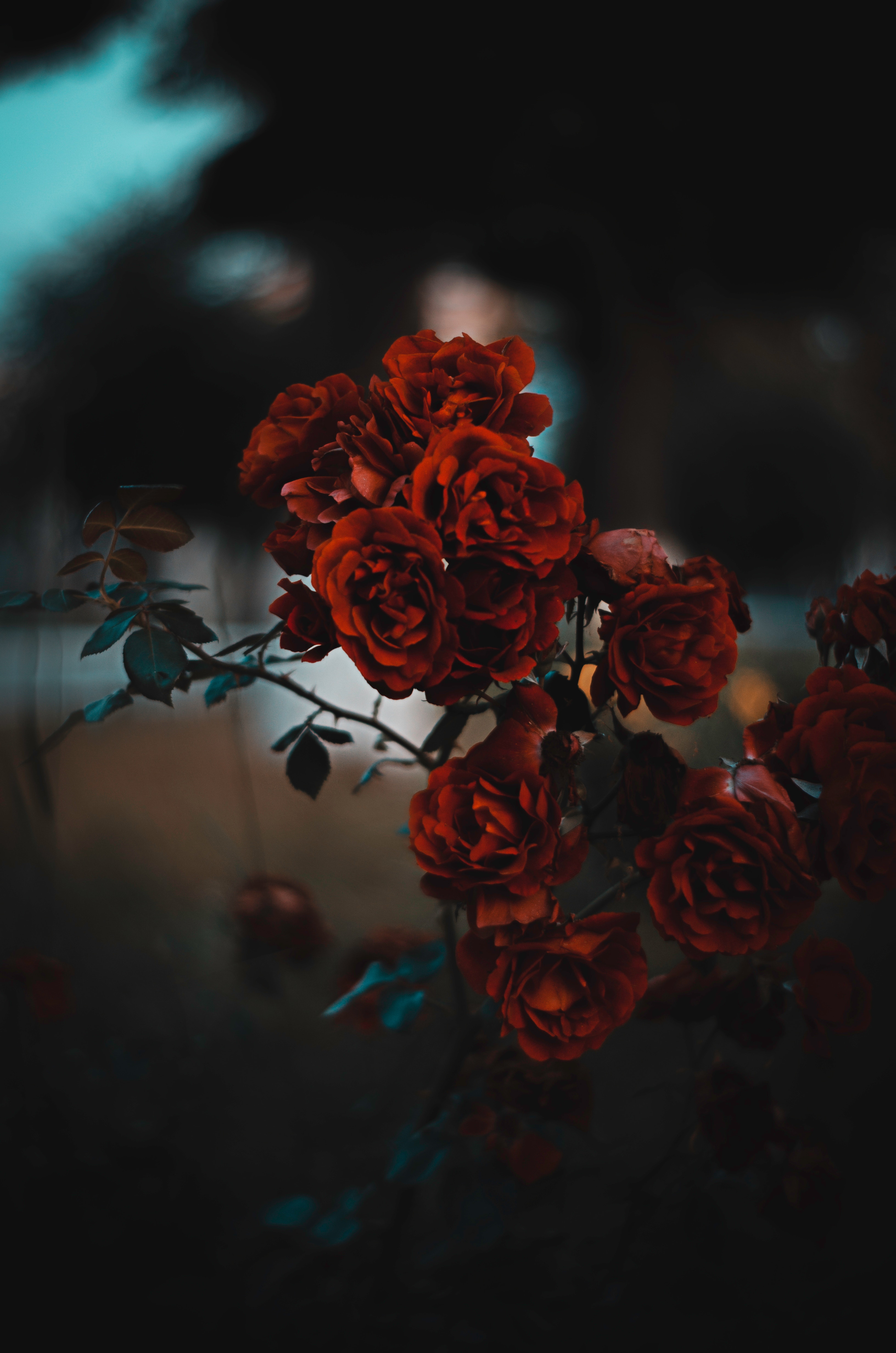 119725 Hintergrundbild herunterladen blumen, roses, bush, rot, unschärfe, glatt, busch, scharlachrot - Bildschirmschoner und Bilder kostenlos