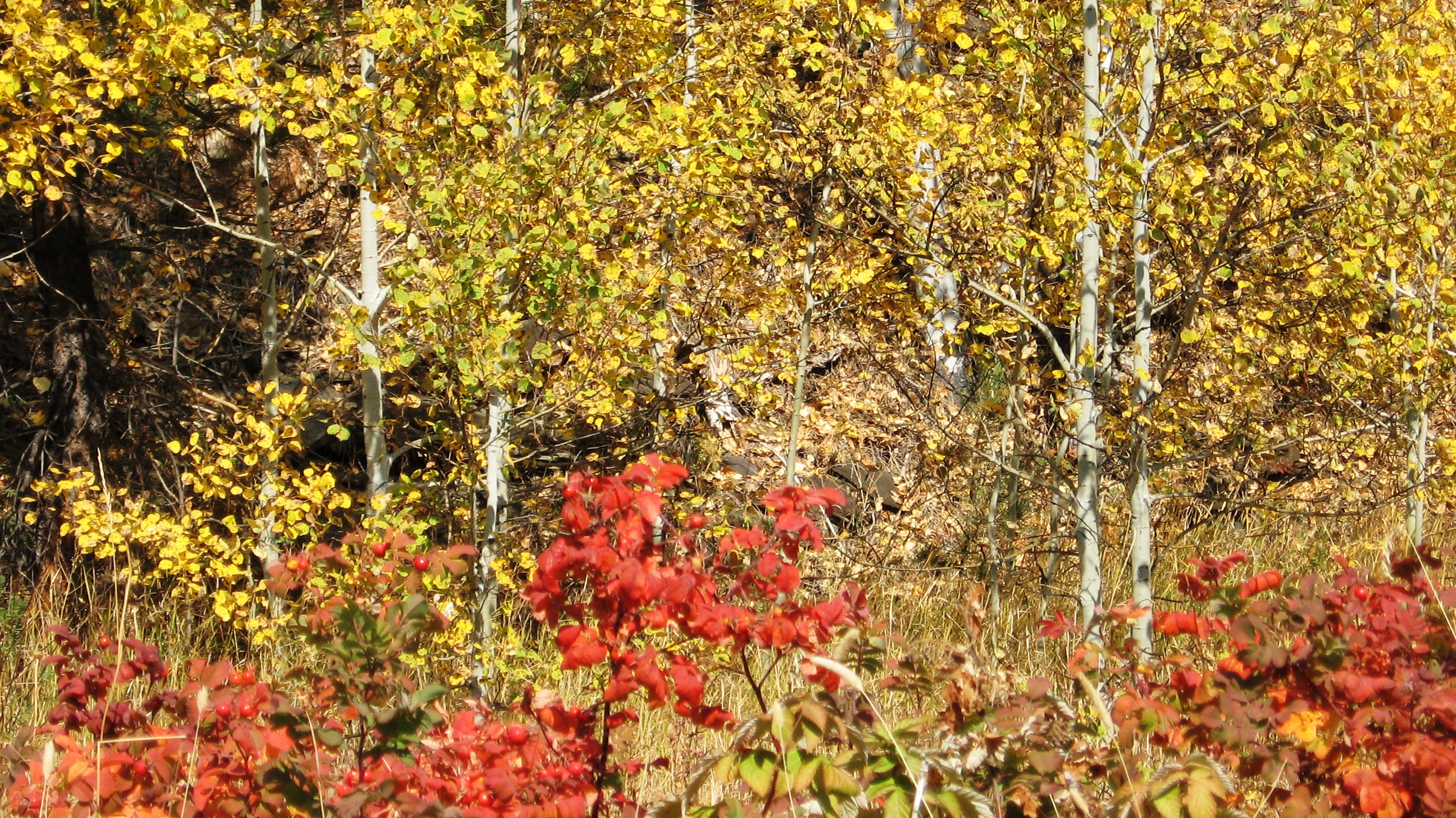 Handy-Wallpaper Herbst, Wald, Erde/natur kostenlos herunterladen.