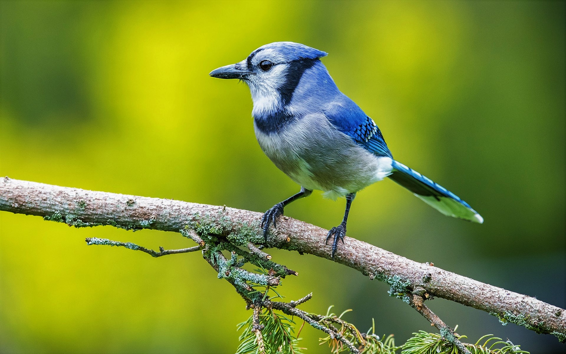 Download mobile wallpaper Birds, Bird, Branch, Animal, Blue Jay, Passerine for free.