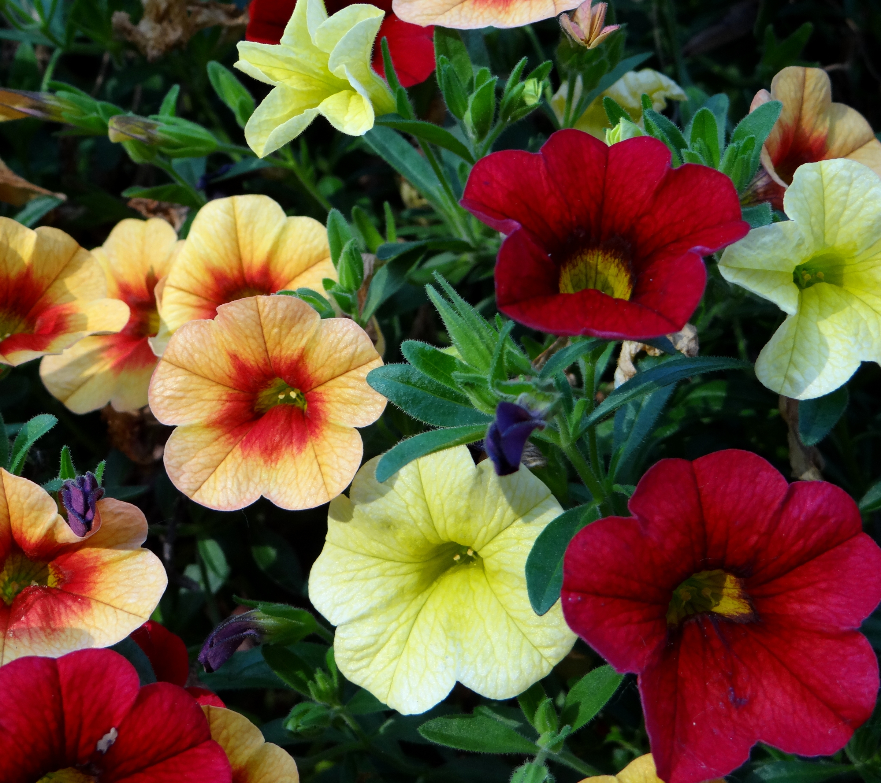 Laden Sie das Blumen, Blume, Erde, Farben, Bunt, Erde/natur-Bild kostenlos auf Ihren PC-Desktop herunter