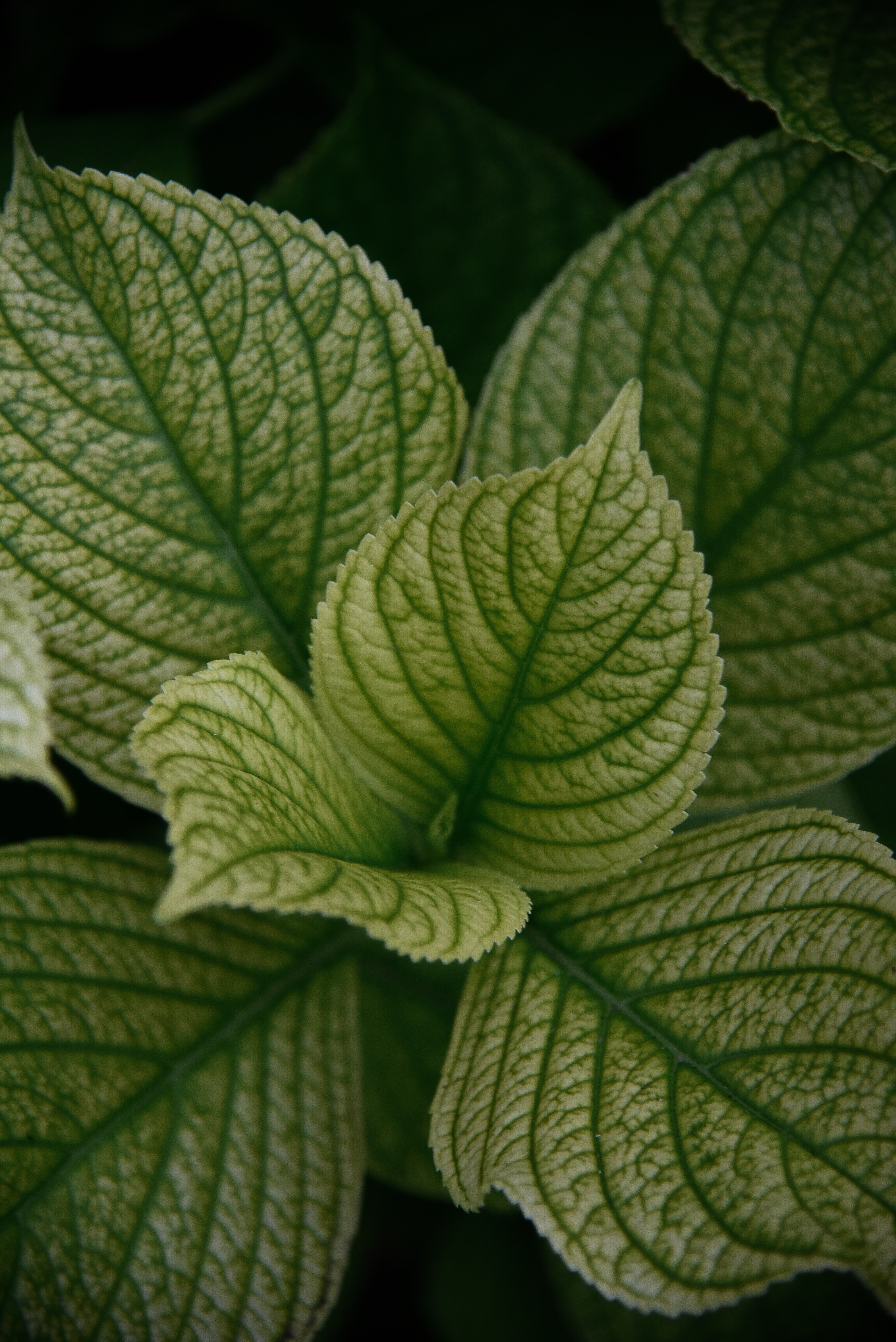 Laden Sie das Blätter, Makro, Venen, Pflanze-Bild kostenlos auf Ihren PC-Desktop herunter