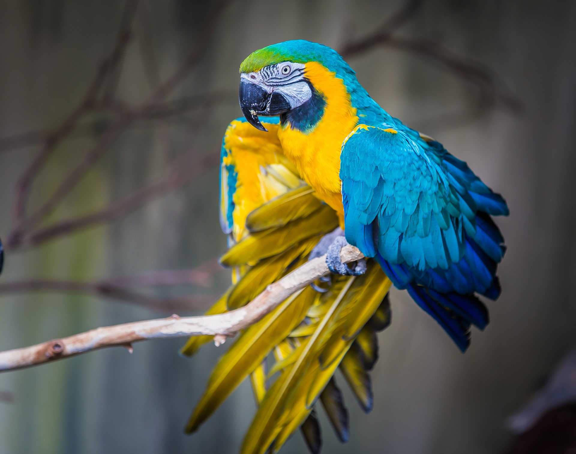 Descarga gratis la imagen Animales, Aves, Ave, Loro, Guacamayo Azul Y Amarillo en el escritorio de tu PC