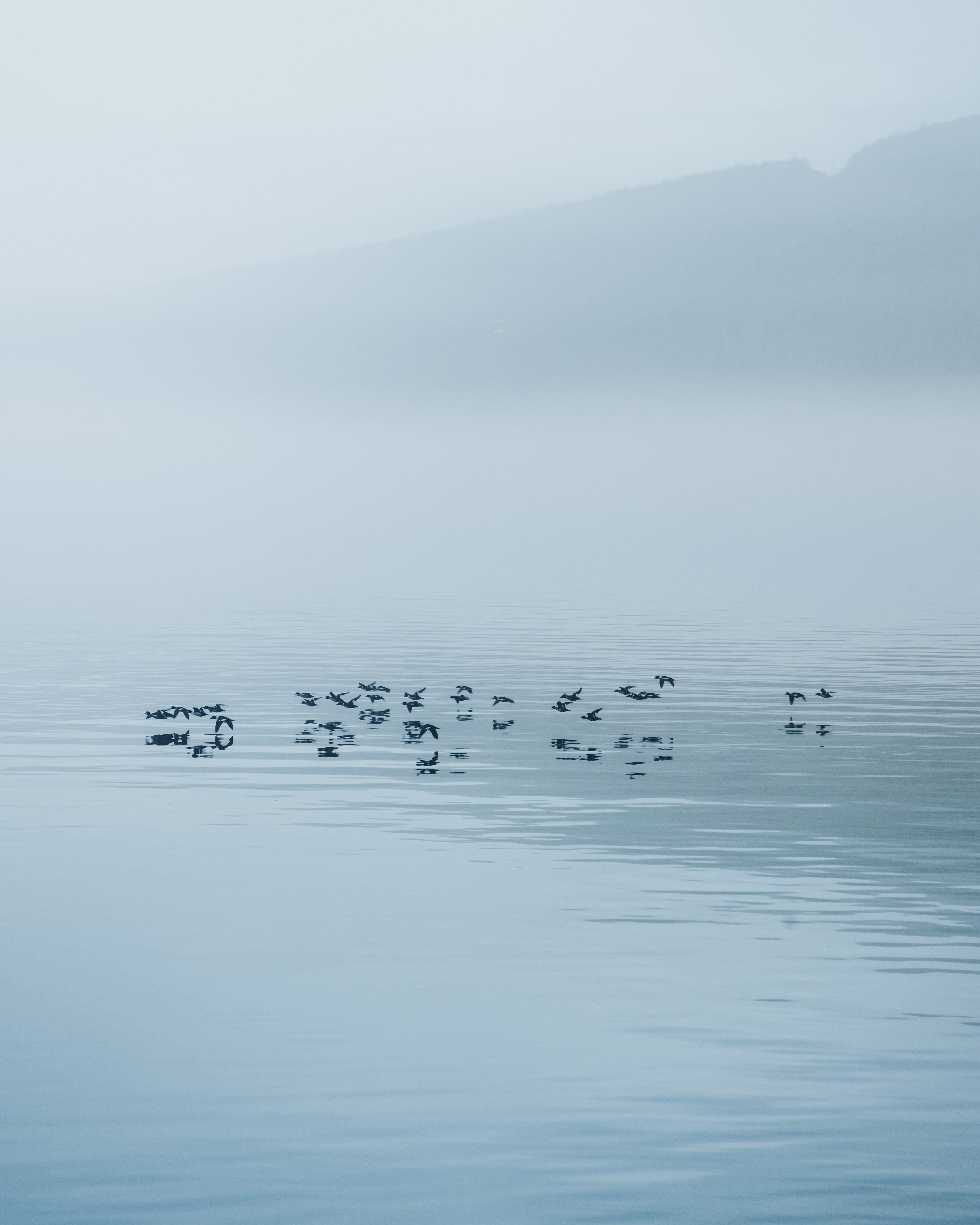 105208 скачать картинку птицы, природа, вода, озеро, туман - обои и заставки бесплатно