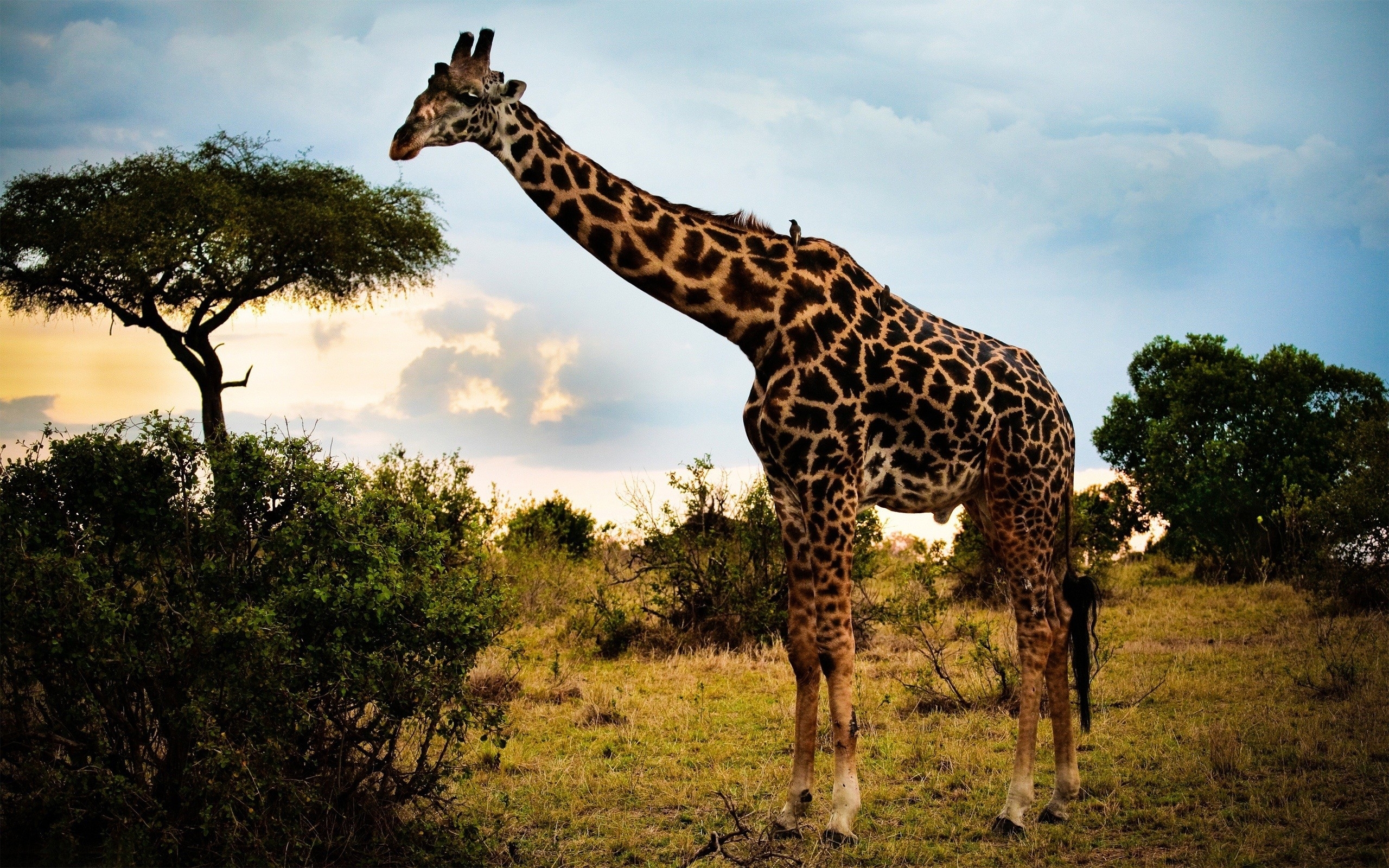 Laden Sie das Tiere, Giraffe-Bild kostenlos auf Ihren PC-Desktop herunter