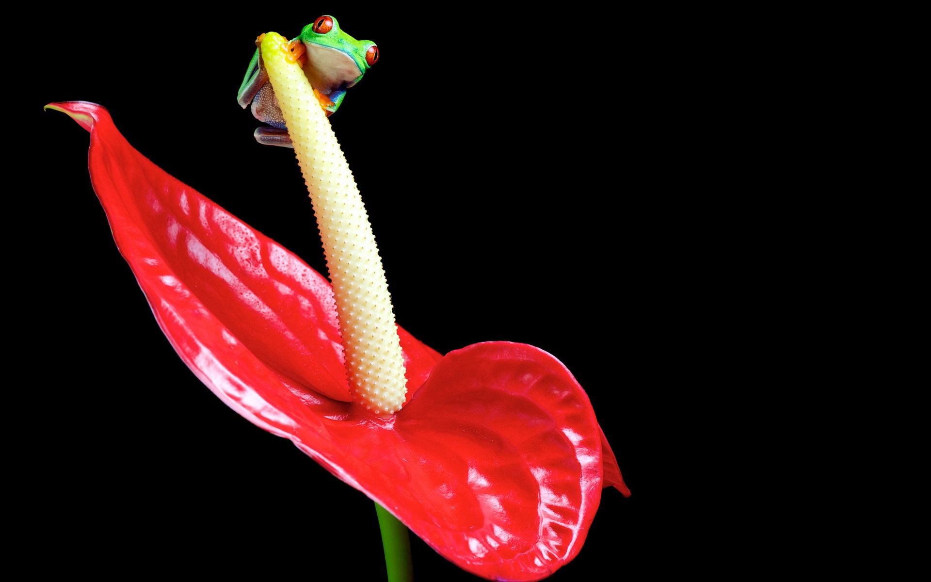 Laden Sie das Pflanze, Hell, Blume, Tiere, Farbe, Frosch-Bild kostenlos auf Ihren PC-Desktop herunter