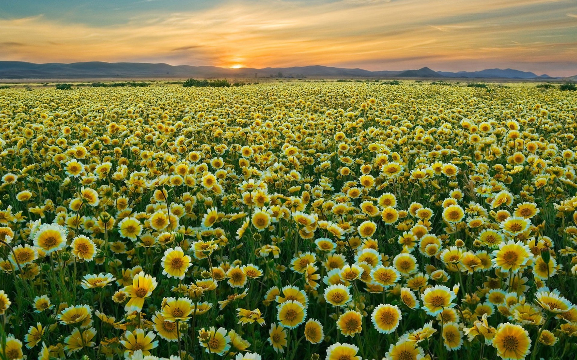 Free download wallpaper Flowers, Flower, Earth, Field on your PC desktop