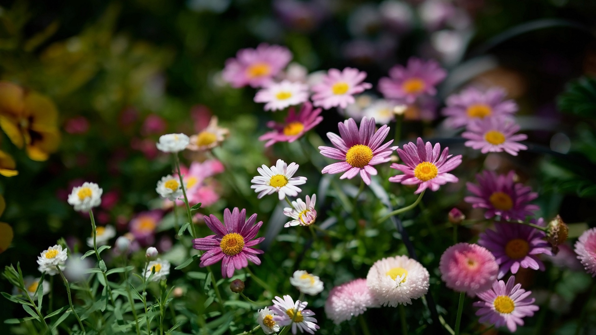 Download mobile wallpaper Flowers, Earth, Marguerite for free.