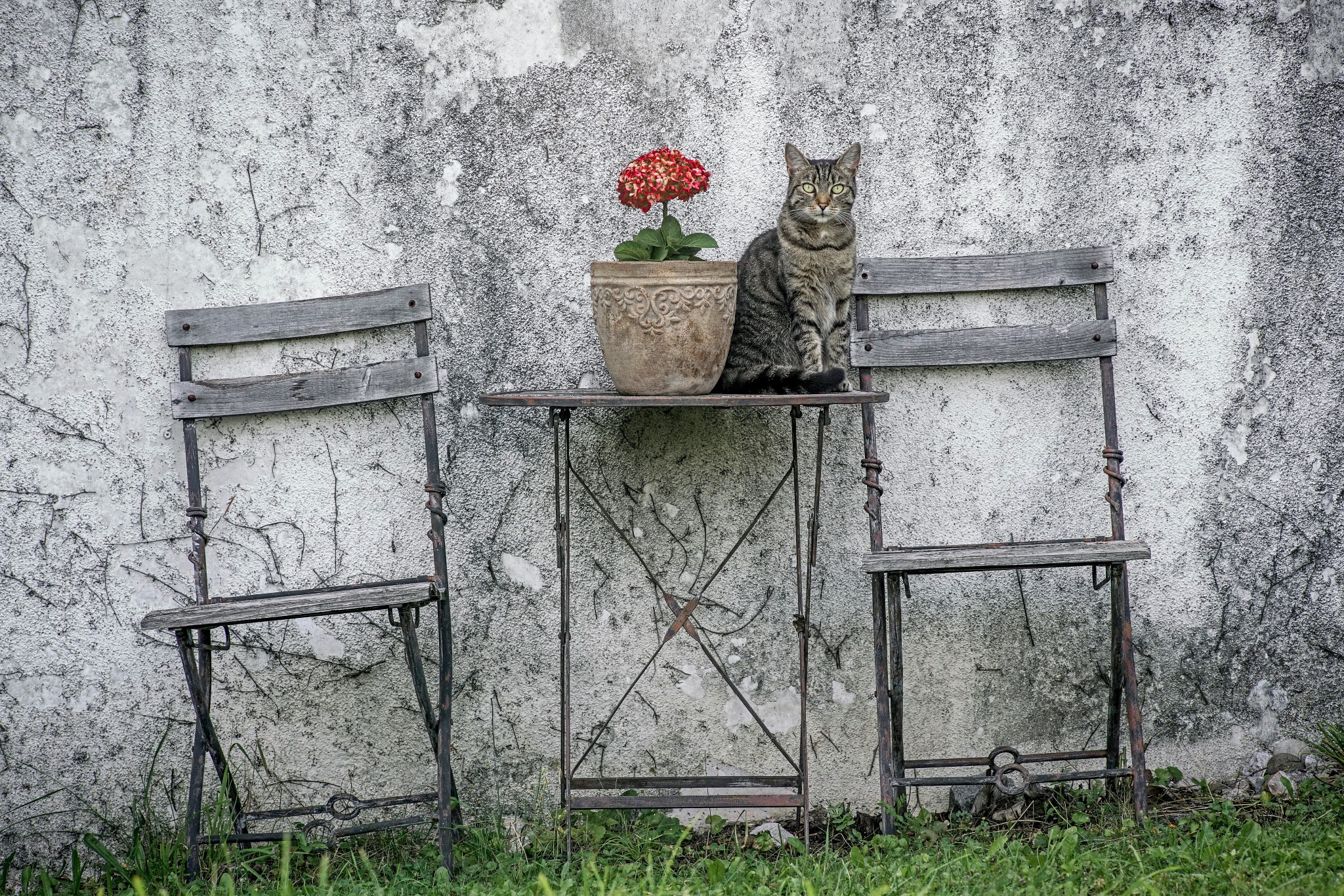 Baixar papel de parede para celular de Animais, Gatos, Gato gratuito.