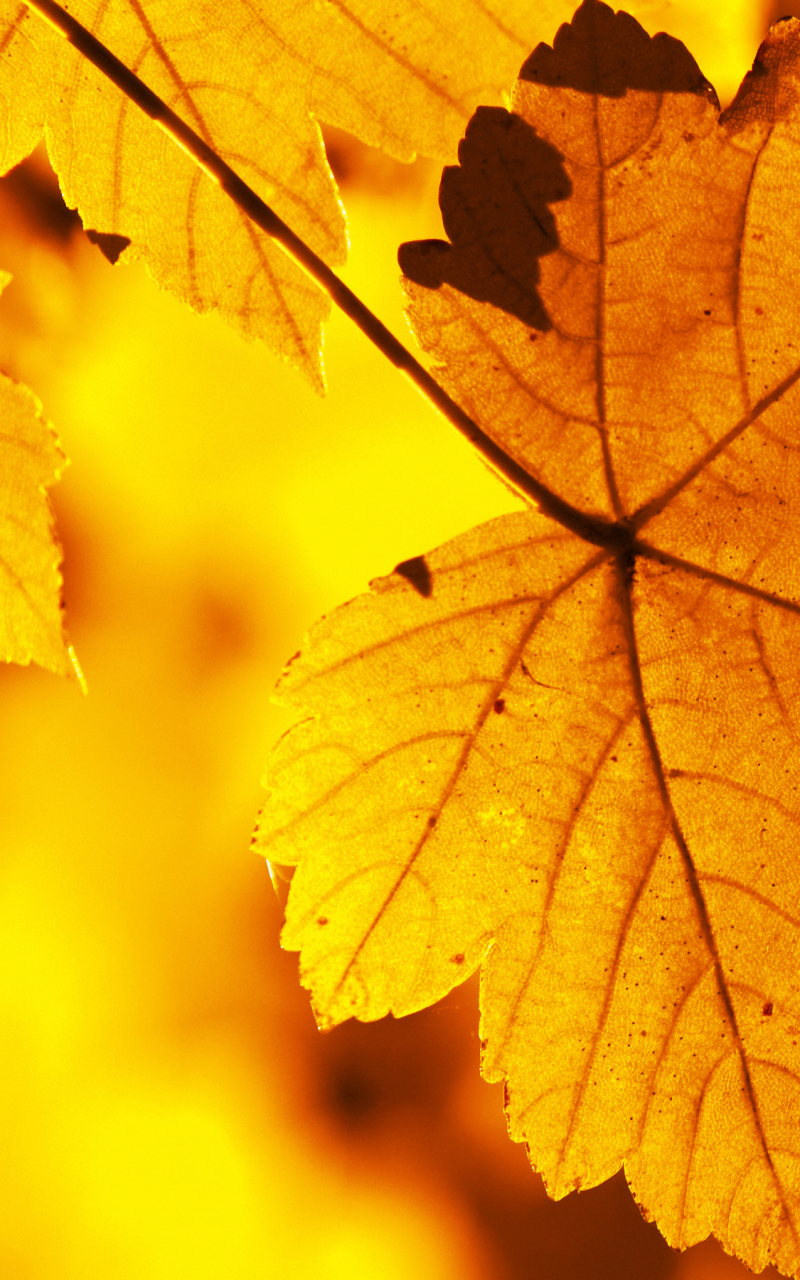 Download mobile wallpaper Leaf, Earth for free.