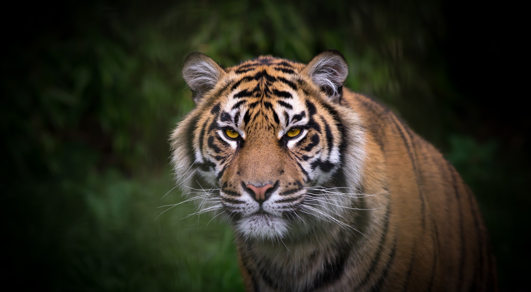 Baixar papel de parede para celular de Animais, Gatos, Tigre gratuito.