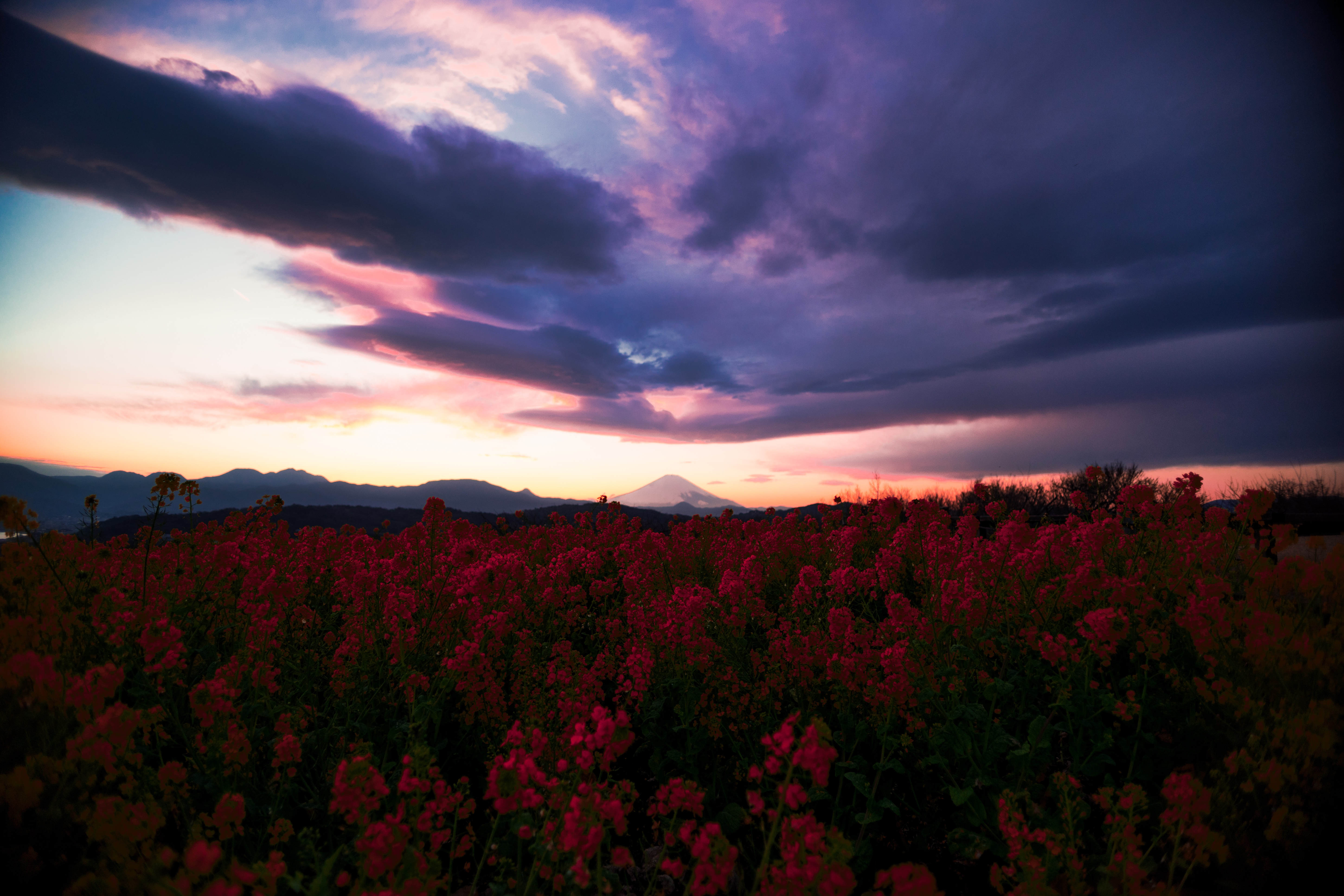 Handy-Wallpaper Natur, Blumen, Blume, Wolke, Rote Blume, Erde/natur kostenlos herunterladen.