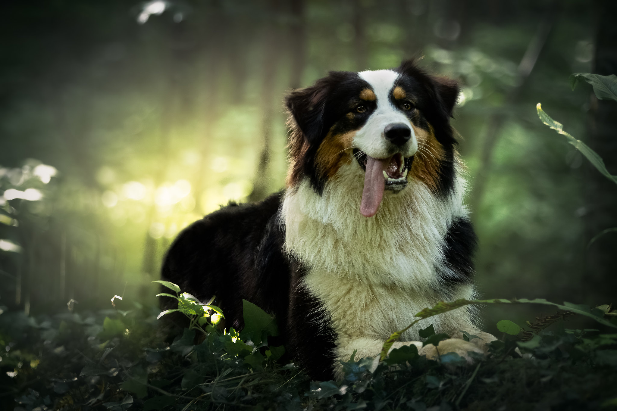 Download mobile wallpaper Dogs, Dog, Animal, Bernese Mountain Dog for free.