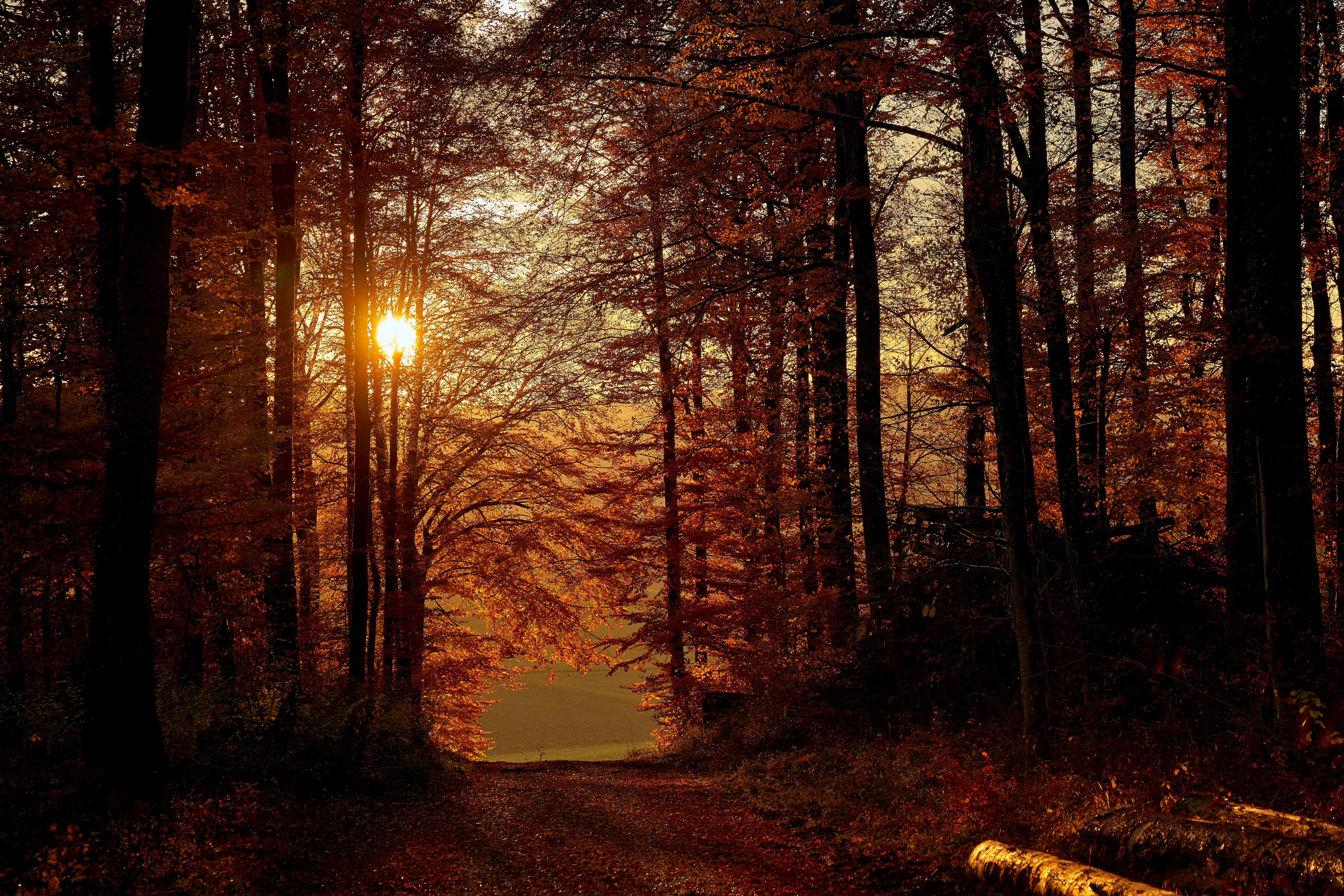 Free download wallpaper Nature, Sun, Rays, Beams, Branches, Path, Trees on your PC desktop