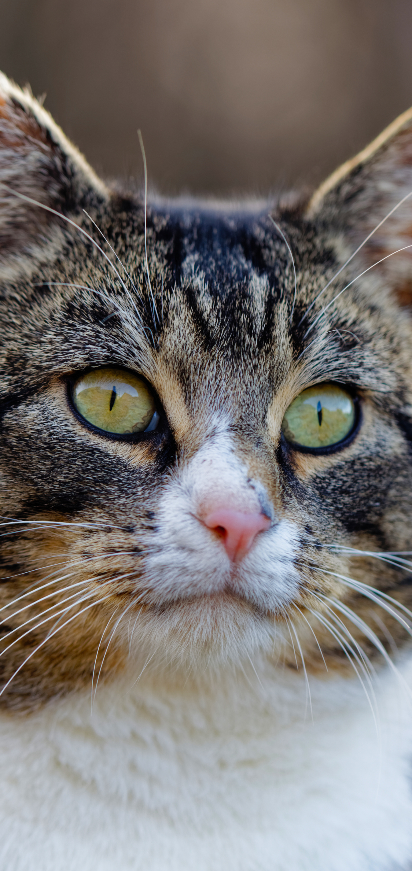 Laden Sie das Tiere, Katzen, Katze-Bild kostenlos auf Ihren PC-Desktop herunter