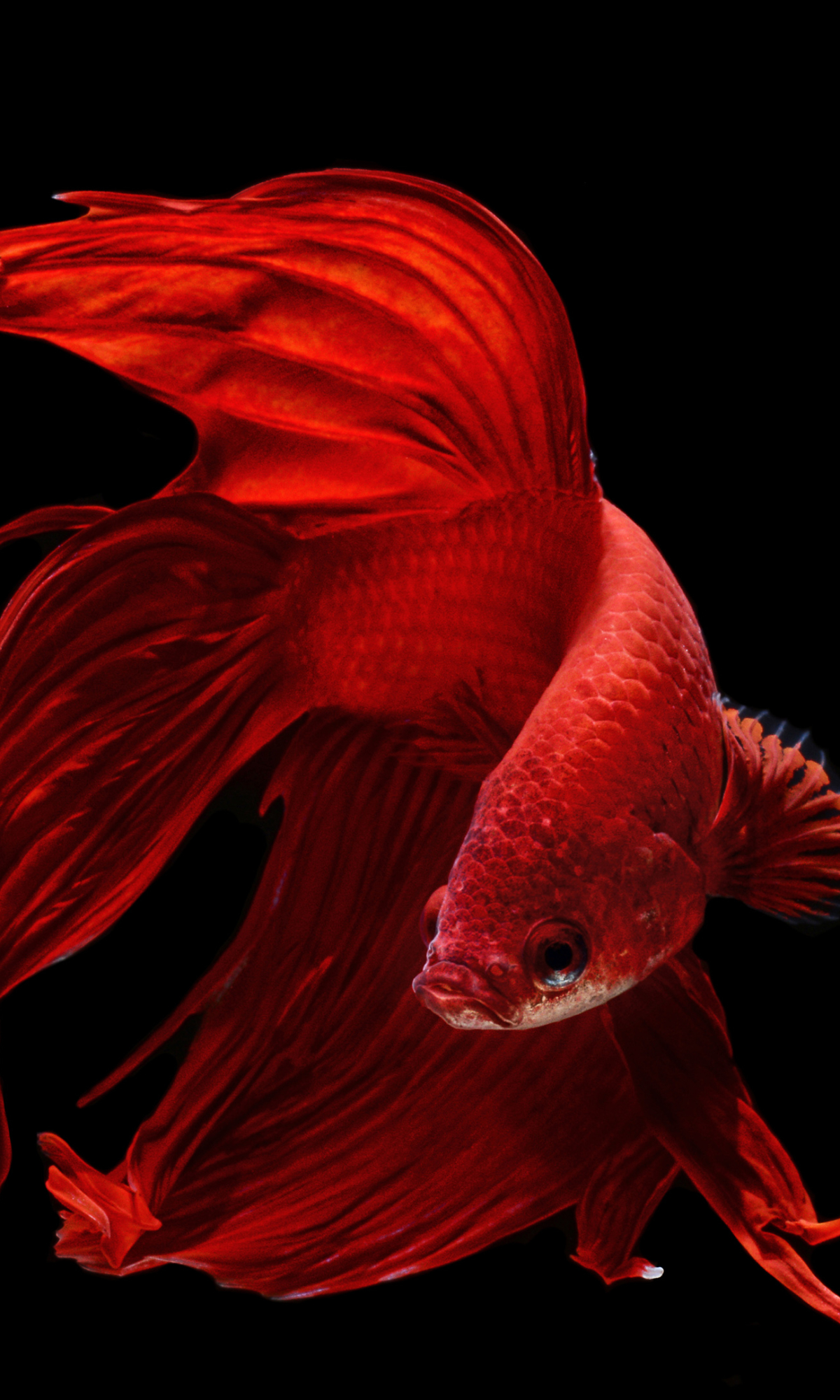 1418579 télécharger le fond d'écran animaux, betta, poisson combattant siamois - économiseurs d'écran et images gratuitement