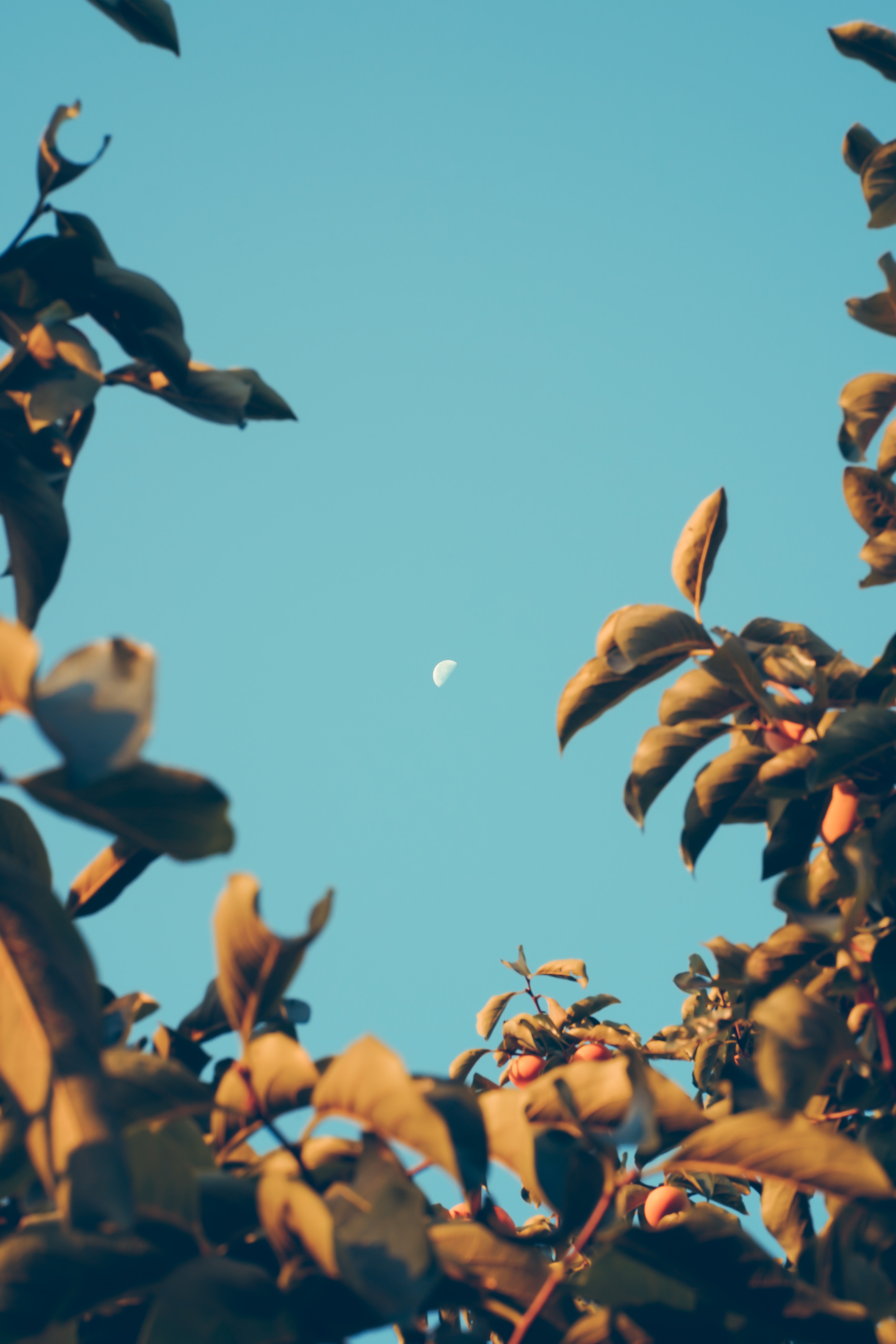 Download mobile wallpaper Branches, Sky, Smooth, Nature, Dawn, Blur, Moon for free.