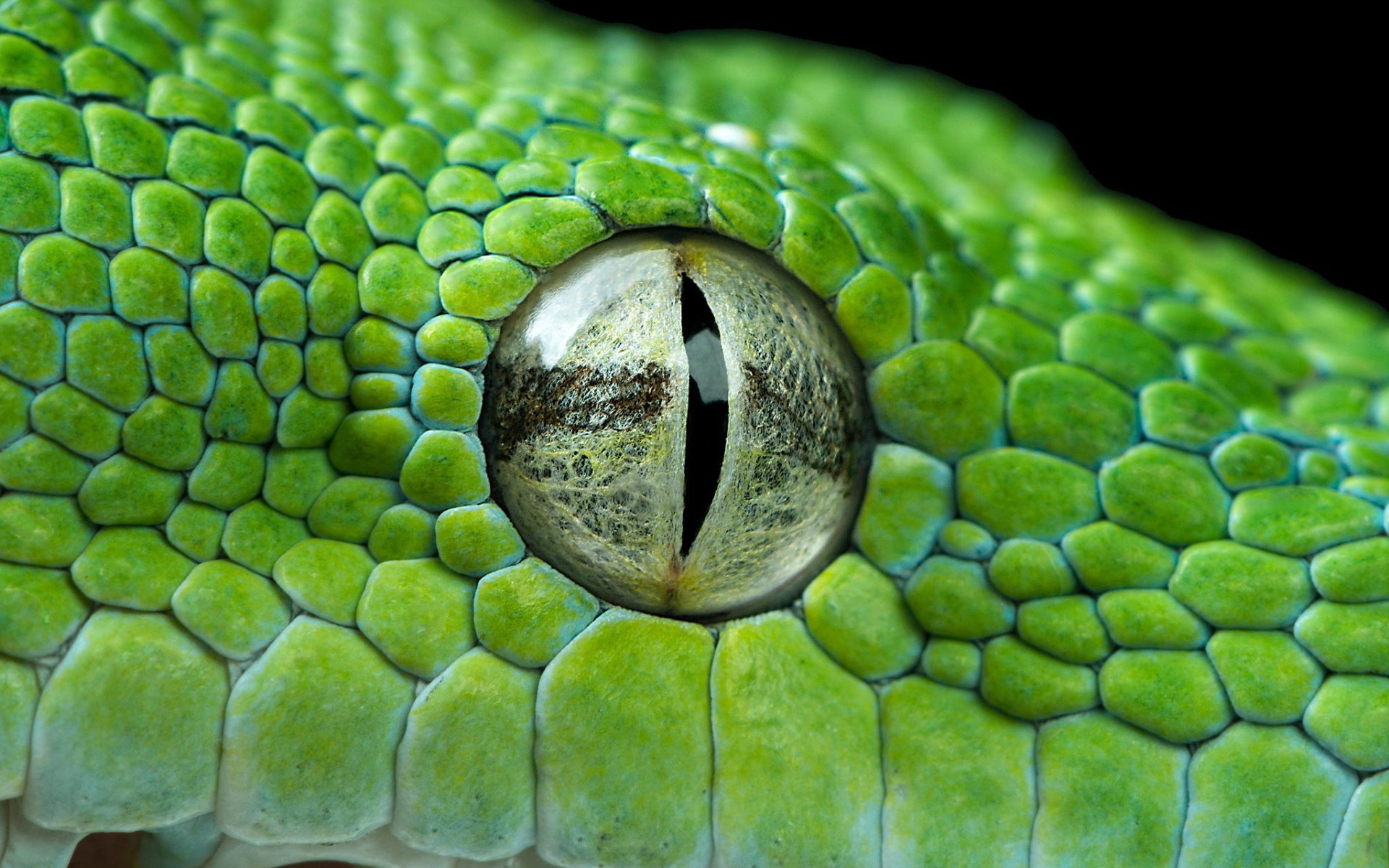 Descarga gratuita de fondo de pantalla para móvil de Víbora, Reptiles, Animales.