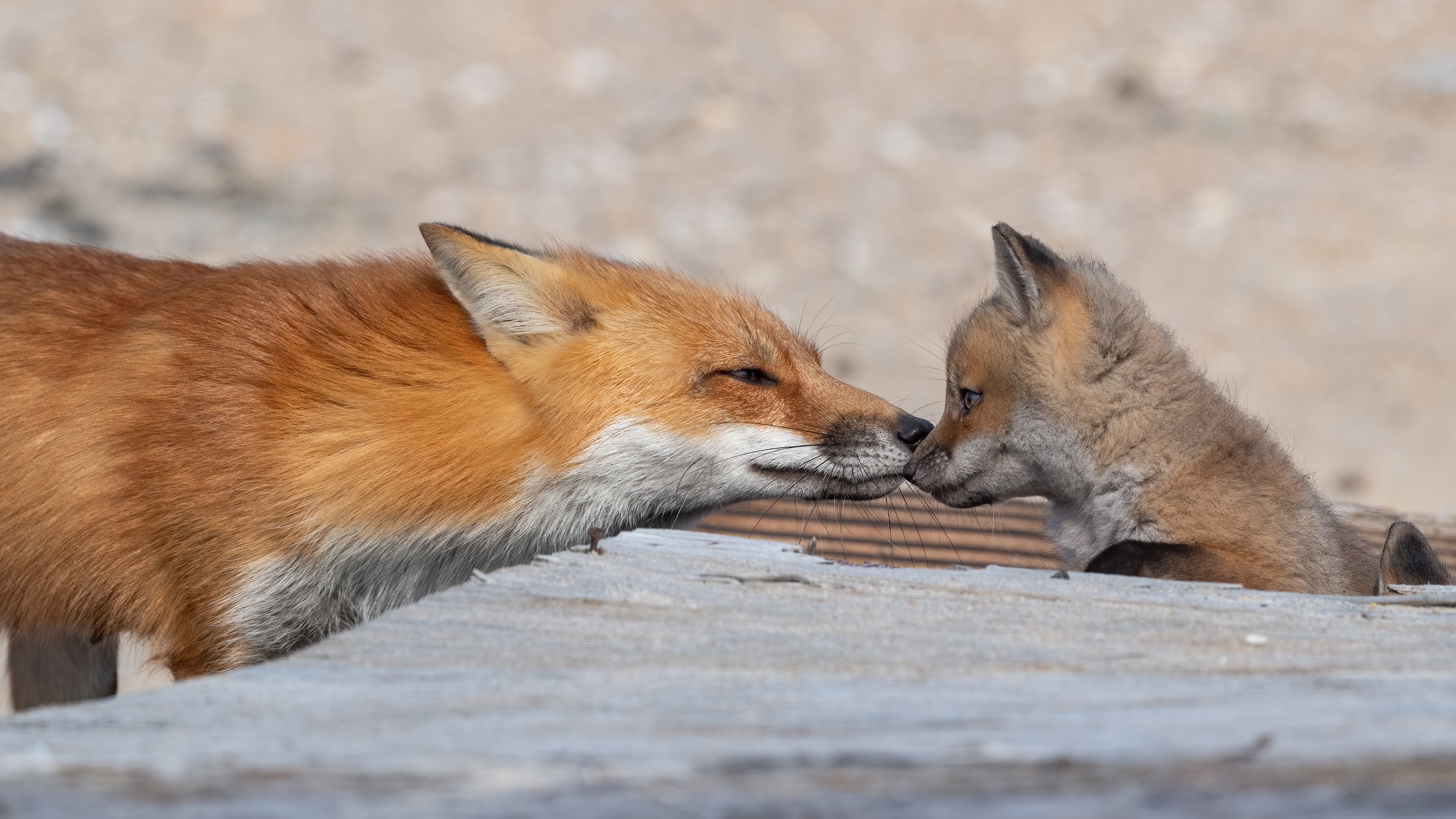無料モバイル壁紙動物, 狐, 赤ちゃん動物をダウンロードします。