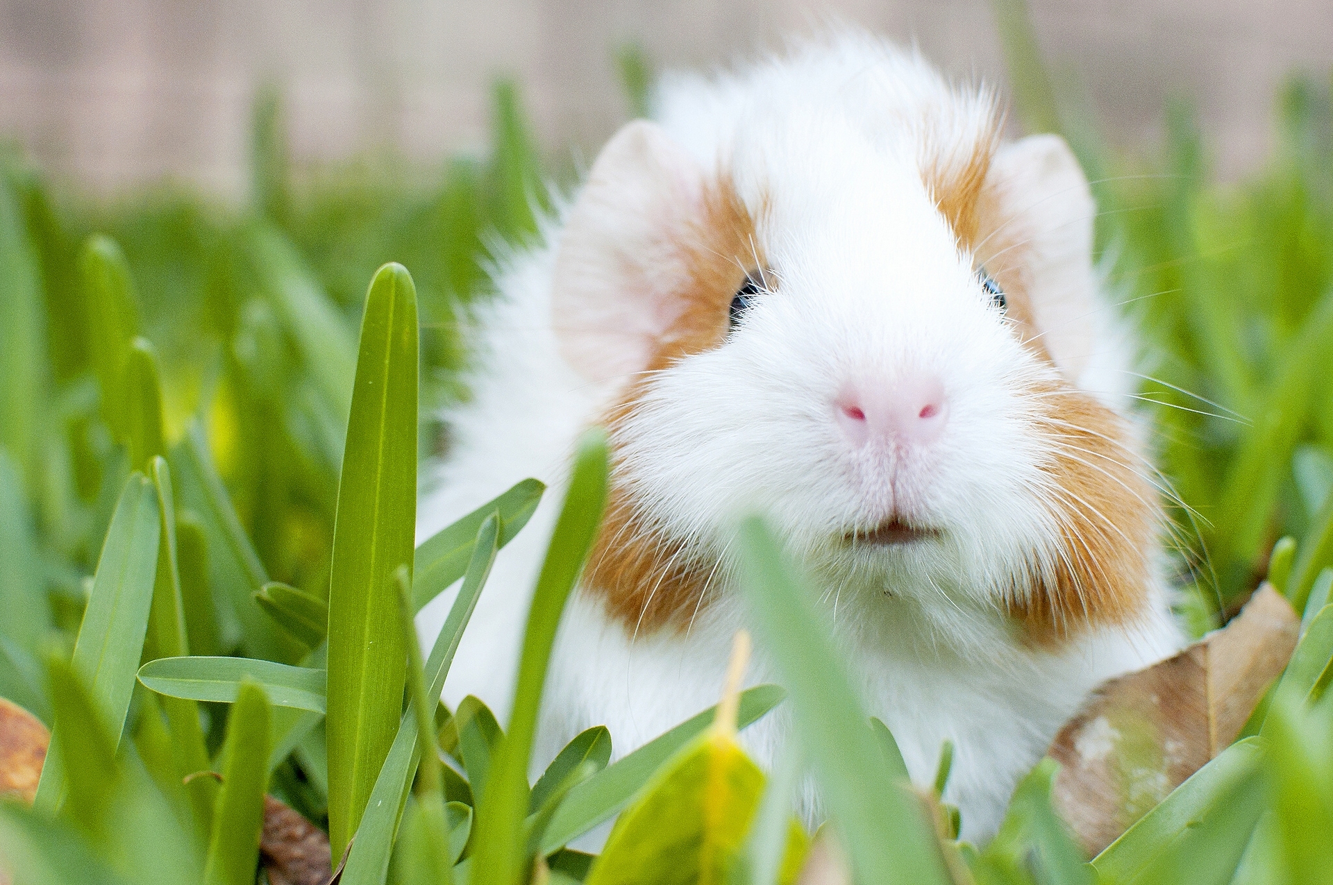 Free download wallpaper Animals, Grass, Muzzle, Rodent, Guinea Pig on your PC desktop