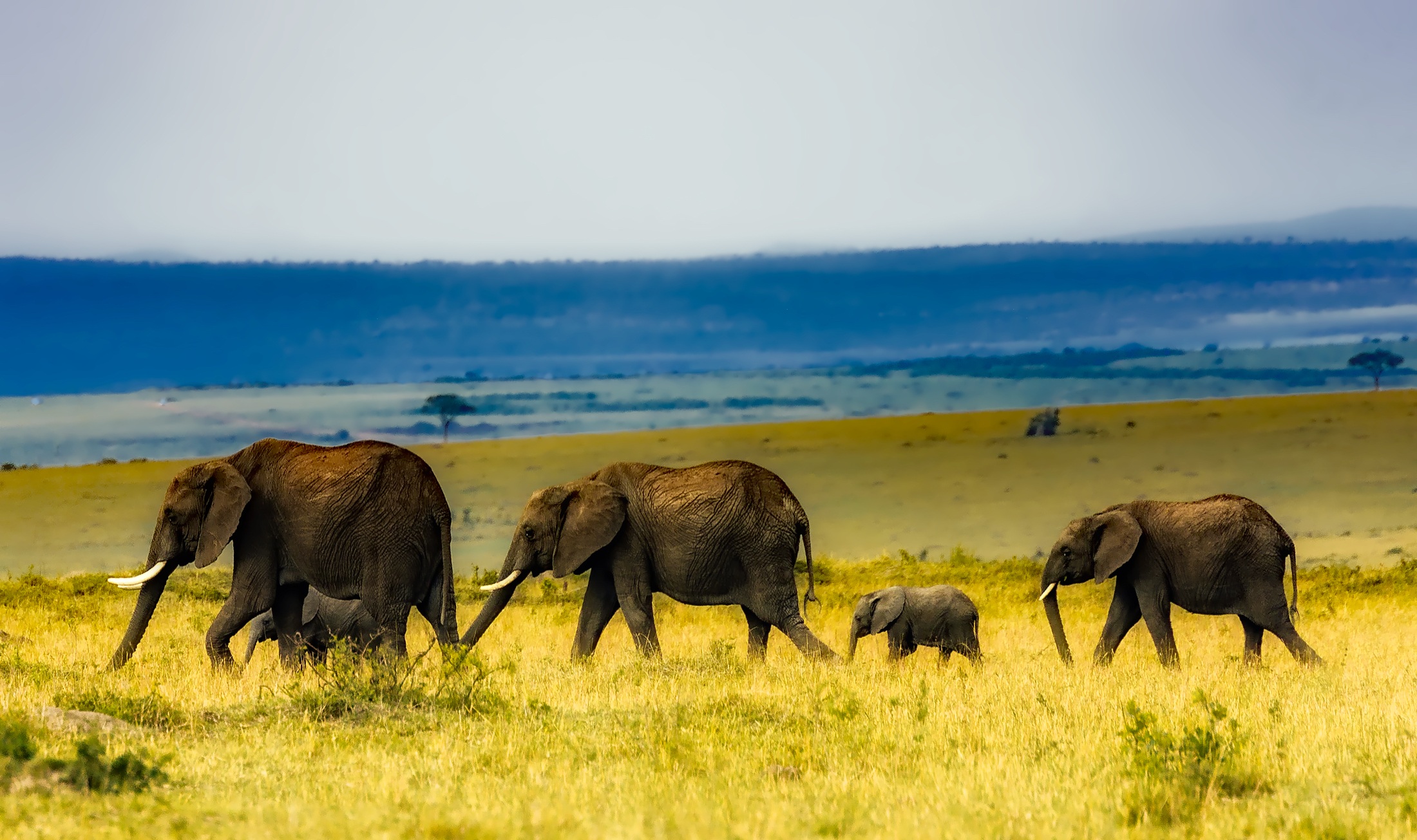 Téléchargez des papiers peints mobile Animaux, Afrique, Éléphants, Bébé Animal, Éléphant De Savane D'afrique gratuitement.