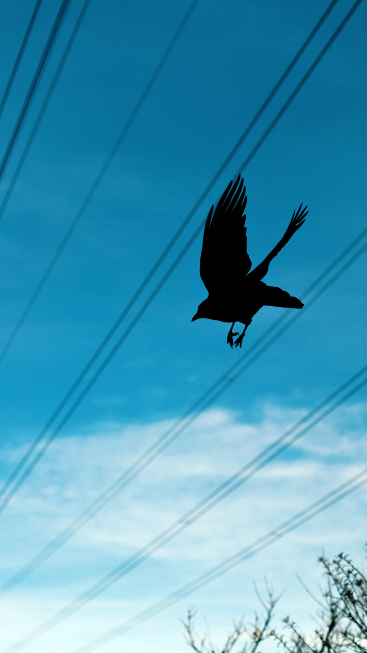 Download mobile wallpaper Bird, Flight, Animal, Crow for free.