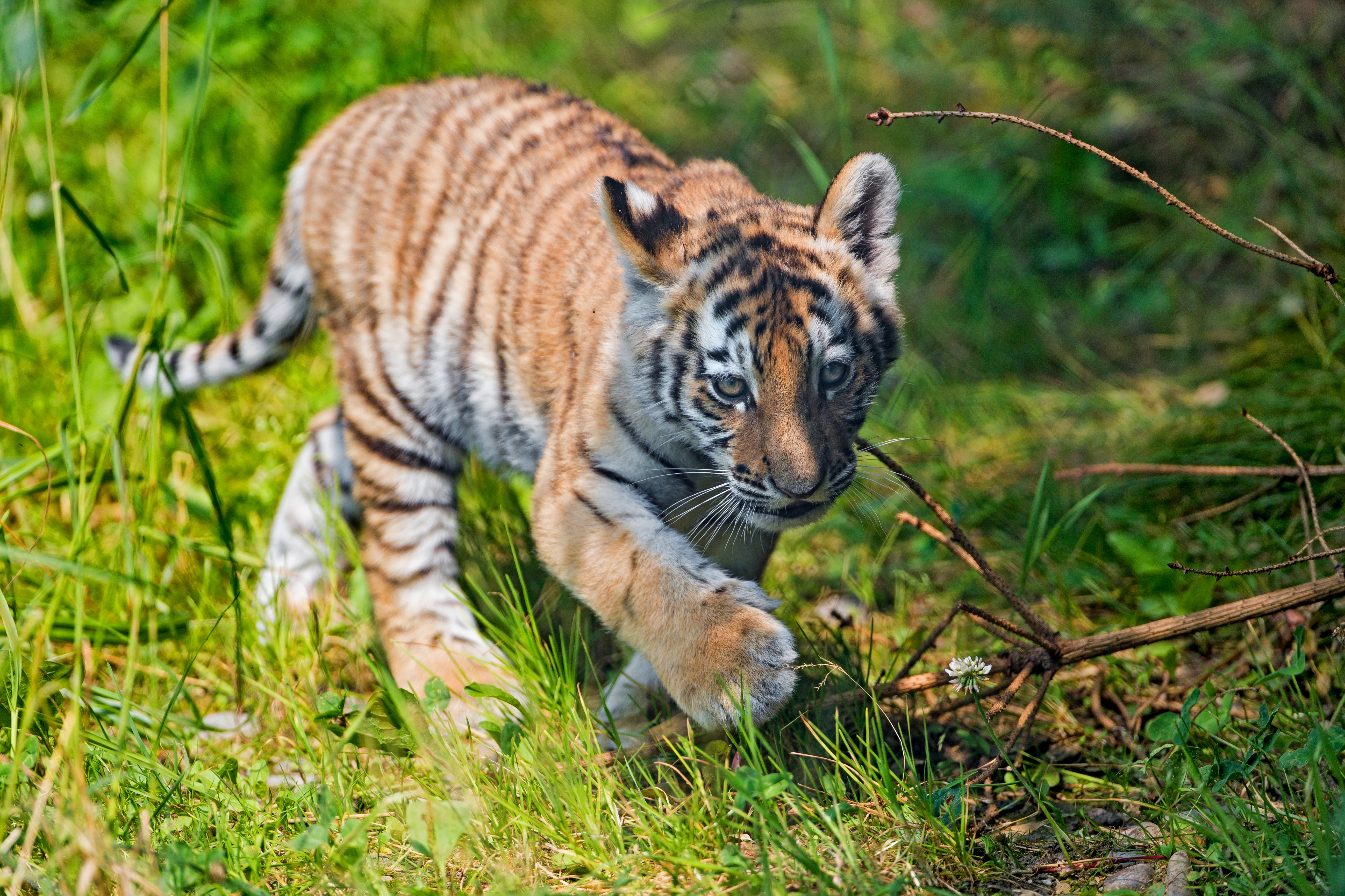 無料モバイル壁紙動物, 猫, 虎, 赤ちゃん動物, カブをダウンロードします。