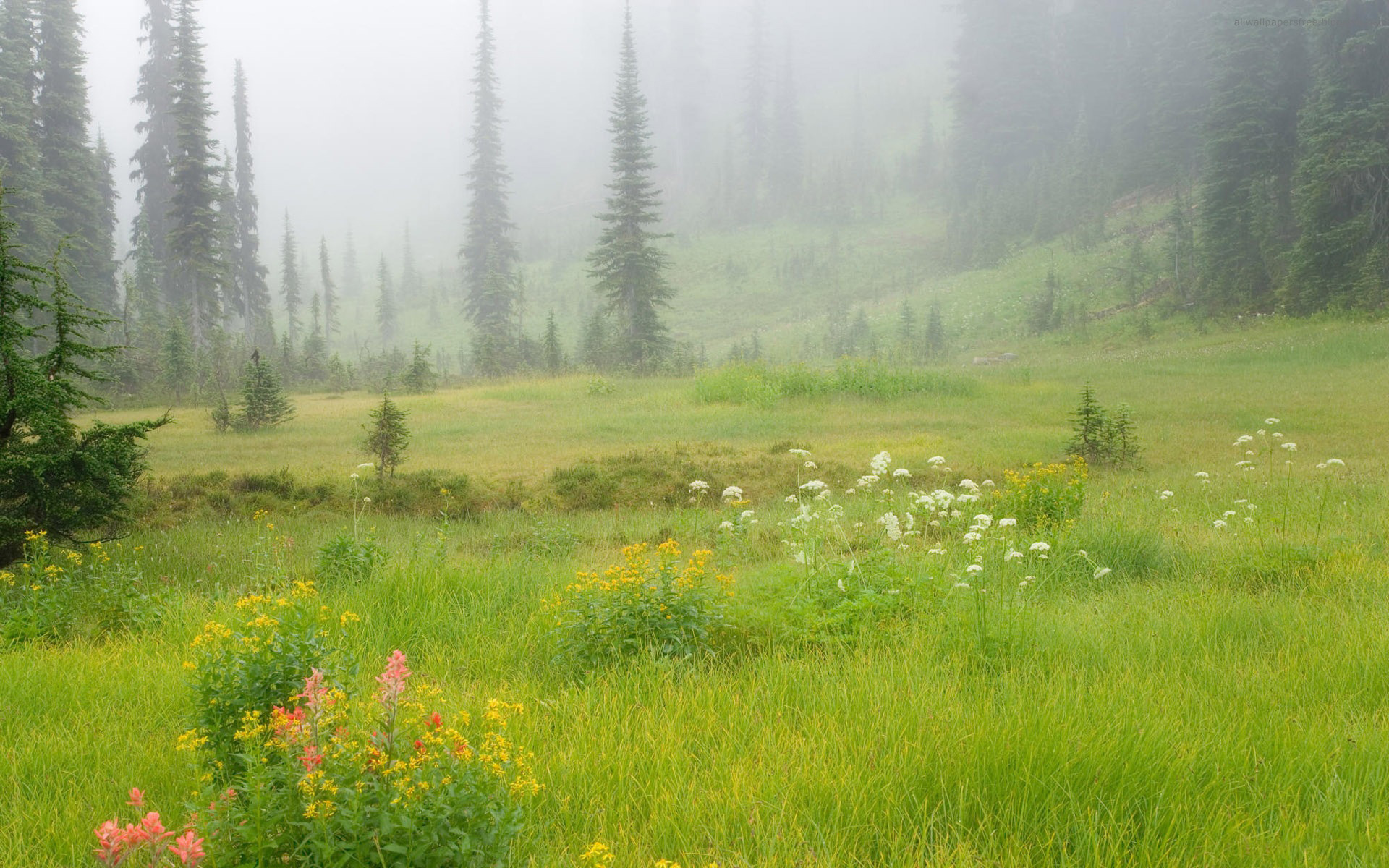 Скачать картинку Фотография, Поле, Зеленый, Туман, Дерево, Земля/природа в телефон бесплатно.