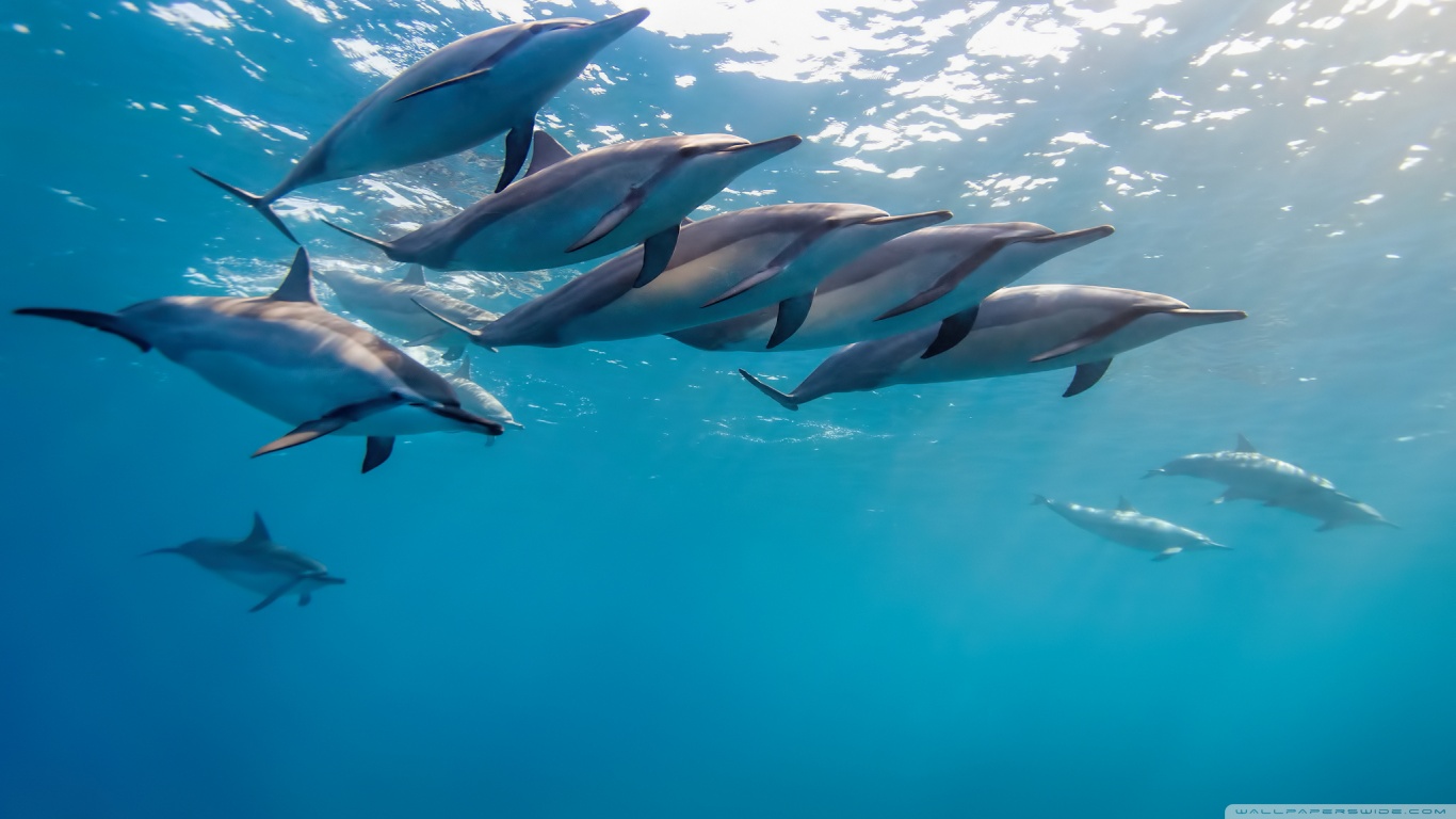 Téléchargez des papiers peints mobile Animaux, Dauphin gratuitement.