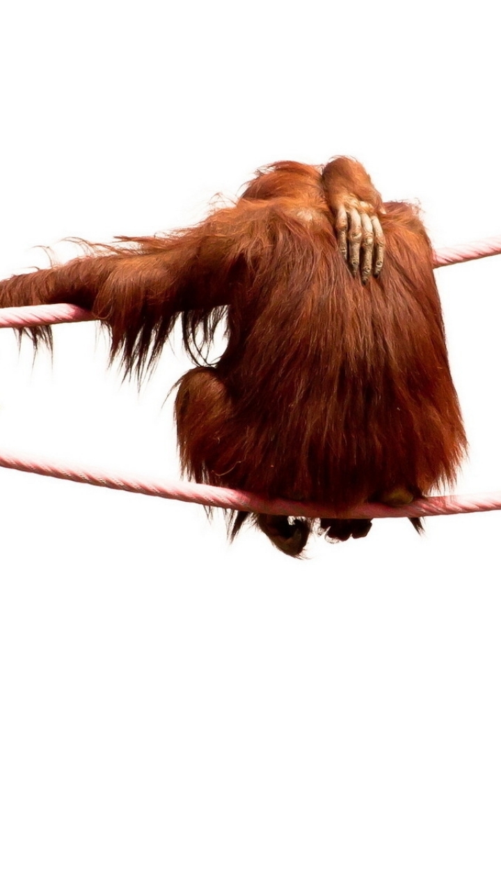 Download mobile wallpaper Monkeys, Animal, Orangutan for free.