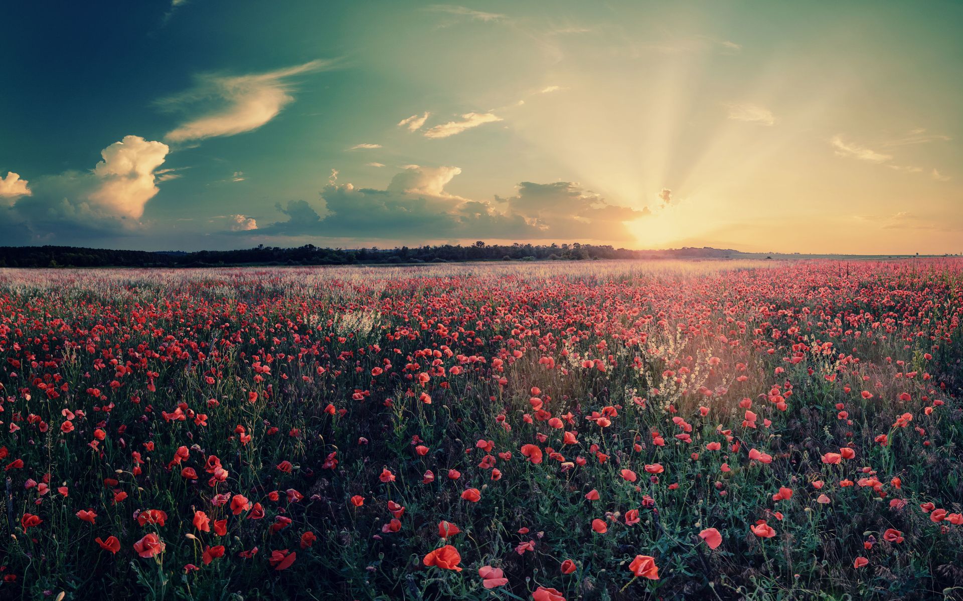 Téléchargez gratuitement l'image Fleurs, Été, Fleur, Coquelicot, Fleur Rouge, La Nature, Terre/nature, Lever De Soleil sur le bureau de votre PC