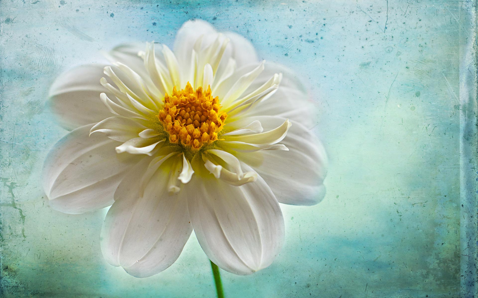 Free download wallpaper Flowers, Flower, Close Up, Earth, Dahlia, White Flower on your PC desktop
