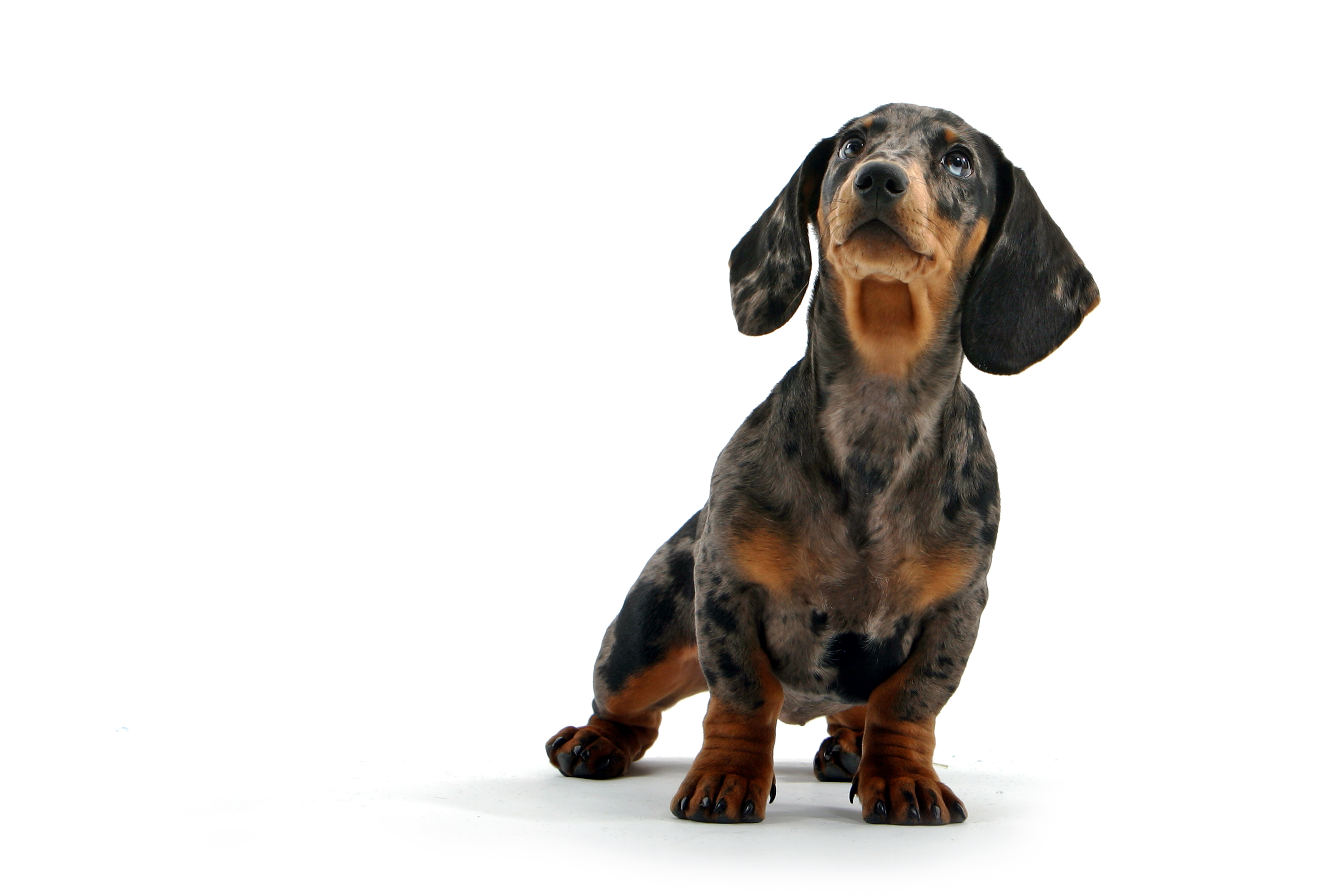 354923 baixar imagens animais, dachshund, cães - papéis de parede e protetores de tela gratuitamente